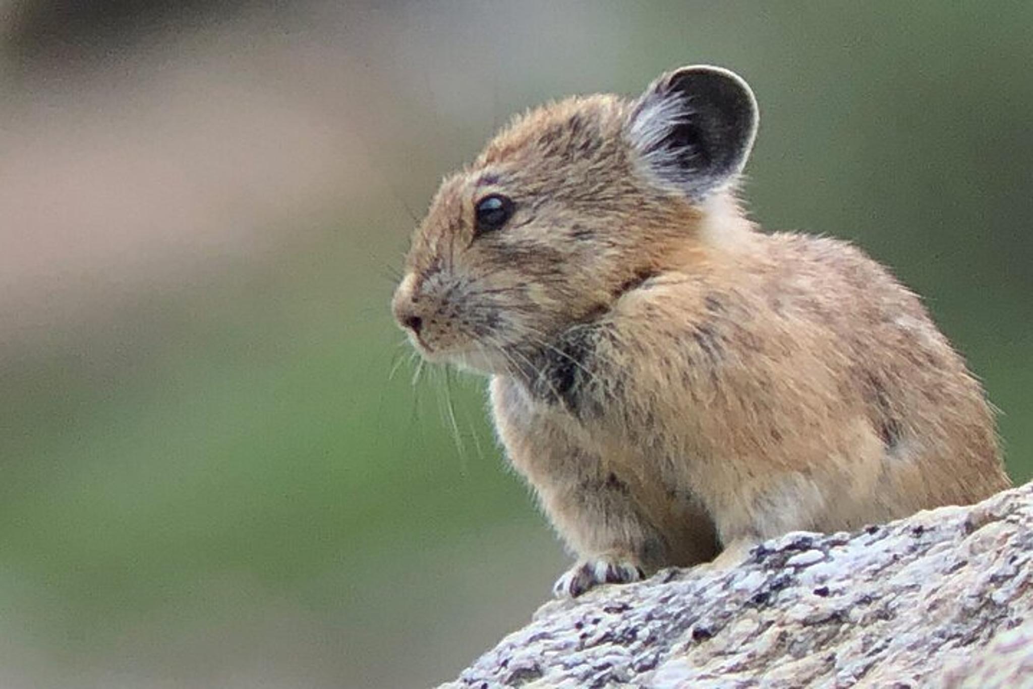 Salt Lake City Birding and Nature Expedition - Image 2