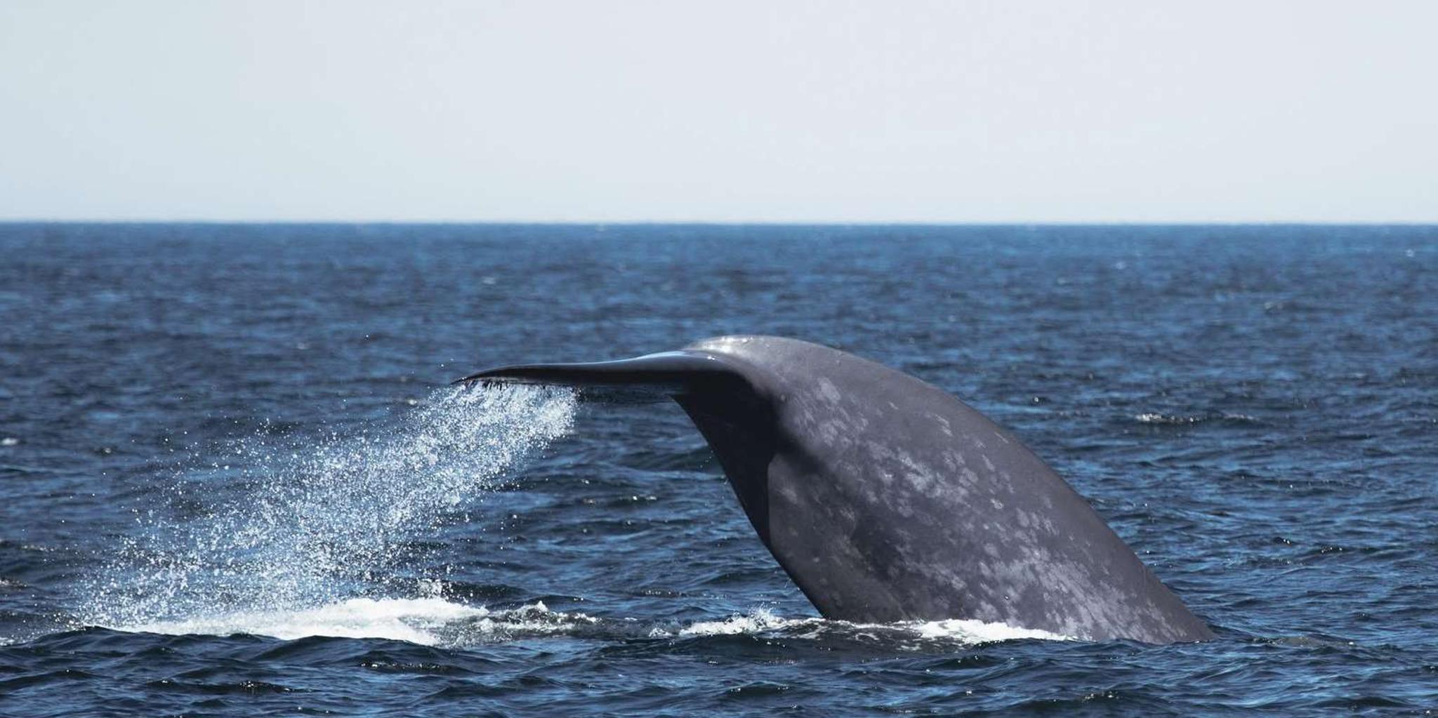 San Diego Whale Watching and Dolphin Tour - Image 5