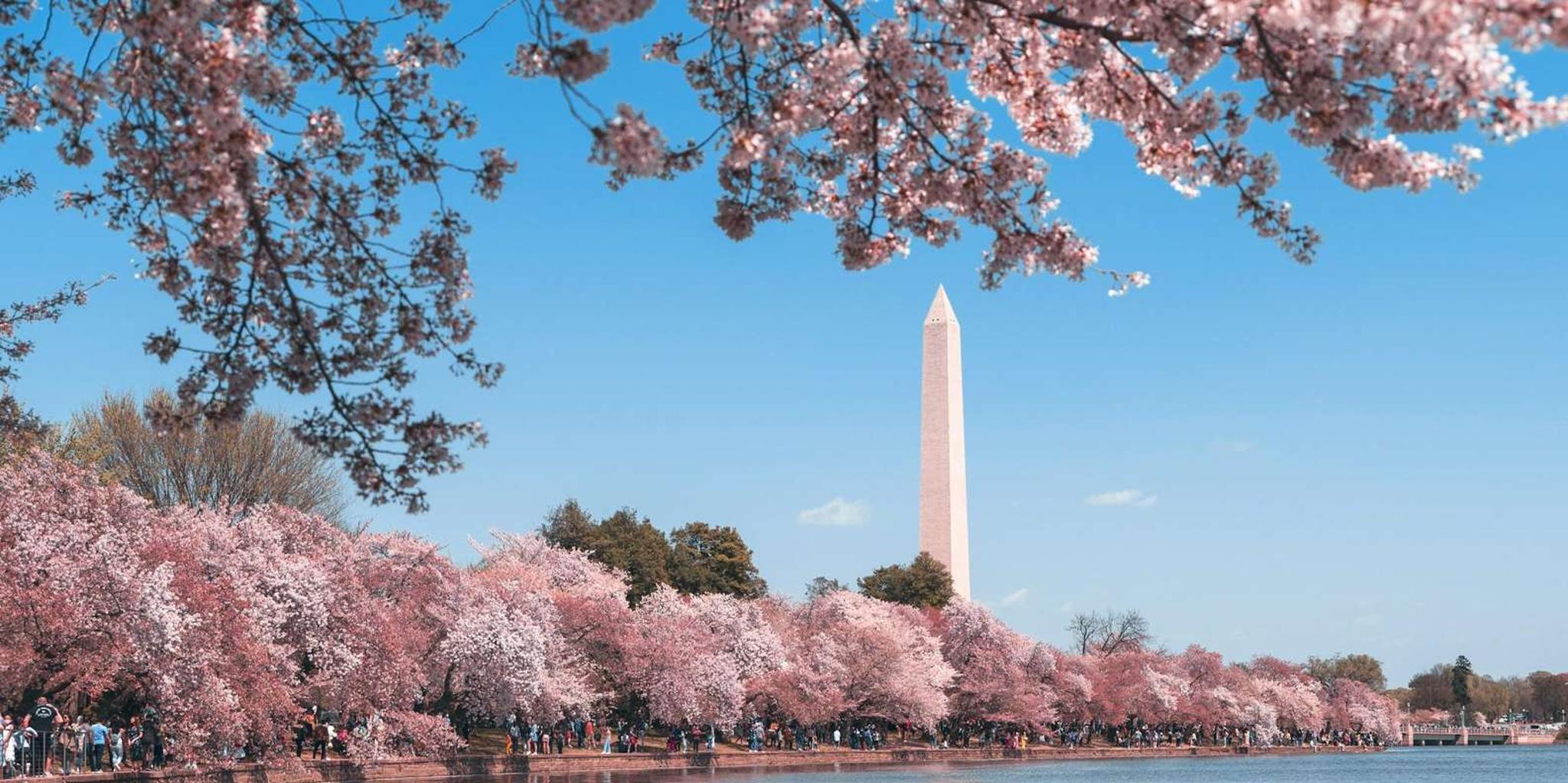 Washington DC Cherry Blossoms Bus Tour
