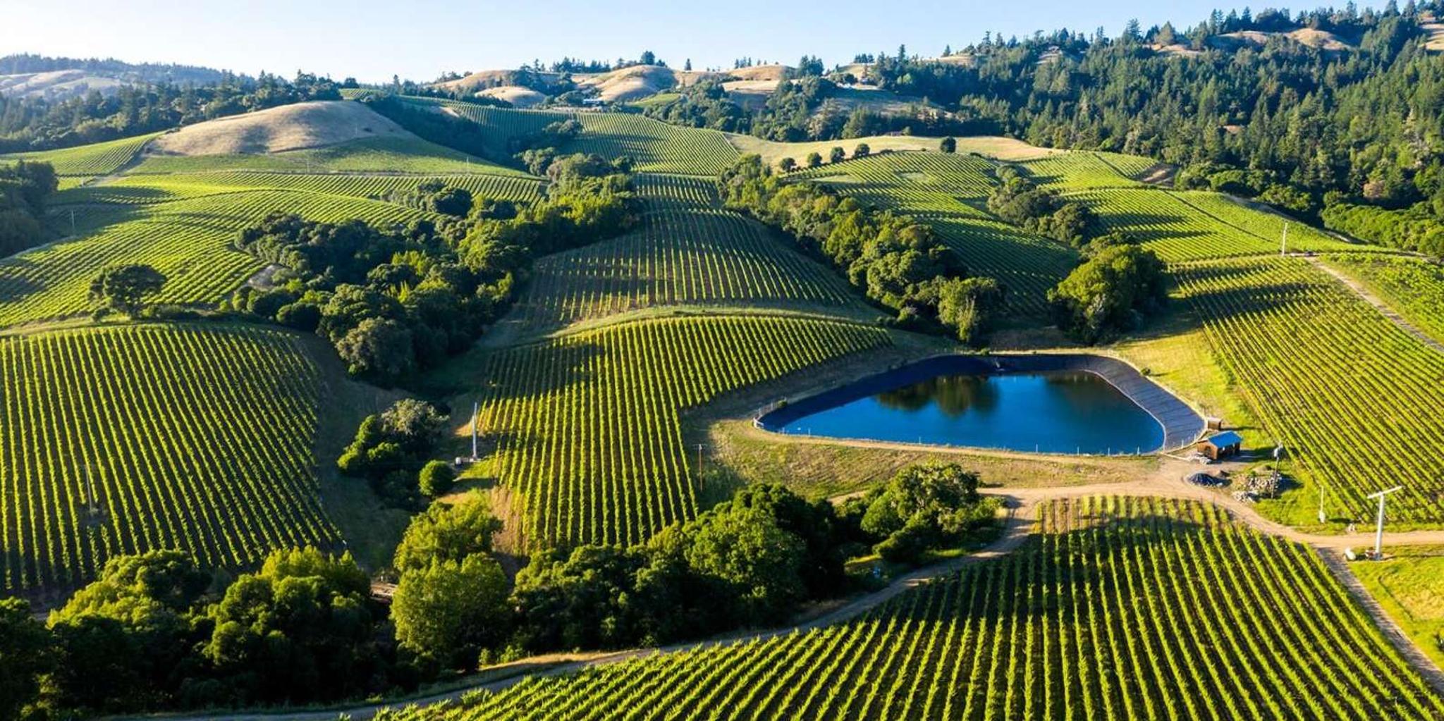San Francisco Napa Valley Wine Tour - Image 4