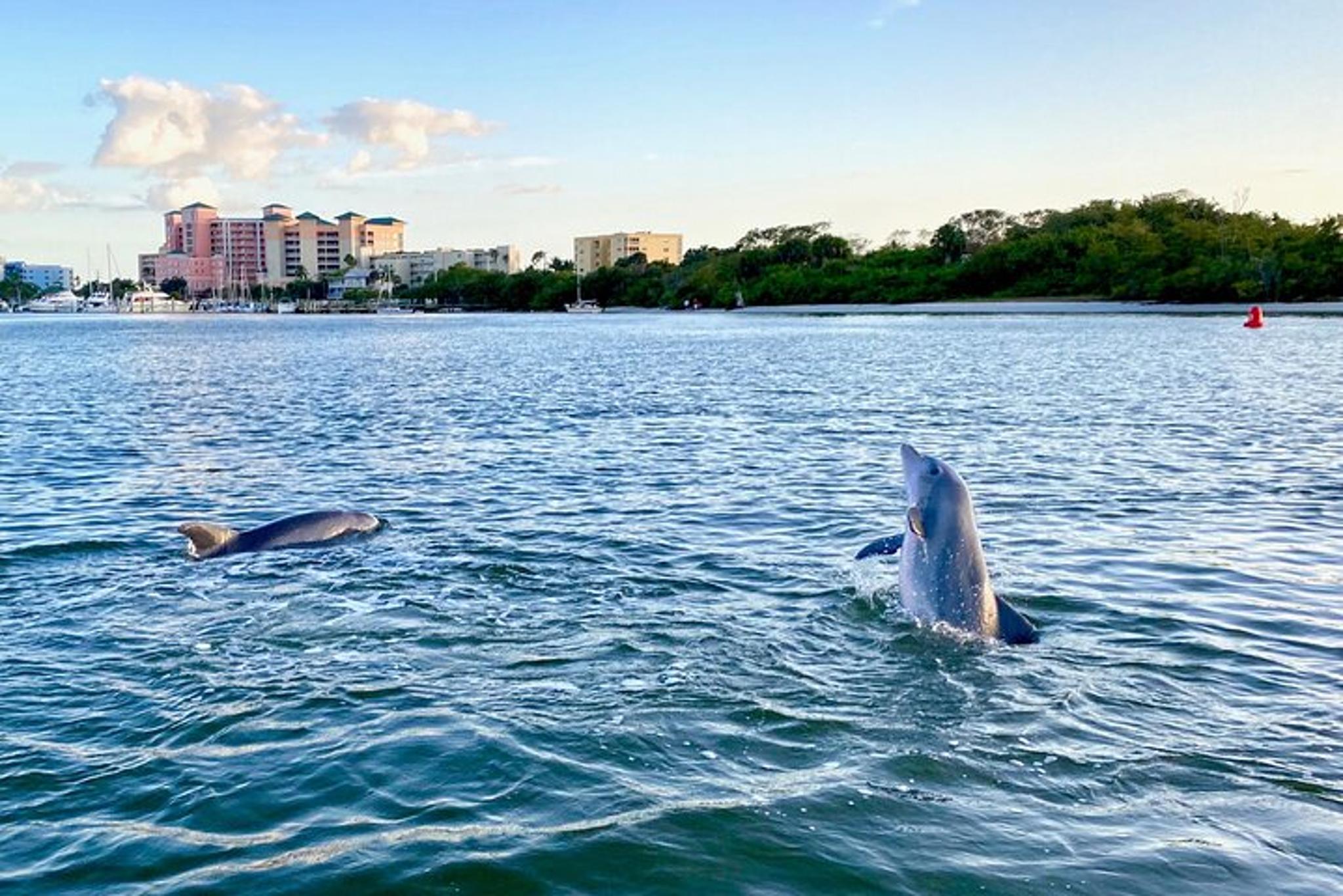 Fort Myers Beach Dolphin Cruise at Sunset 2 hr - Image 4