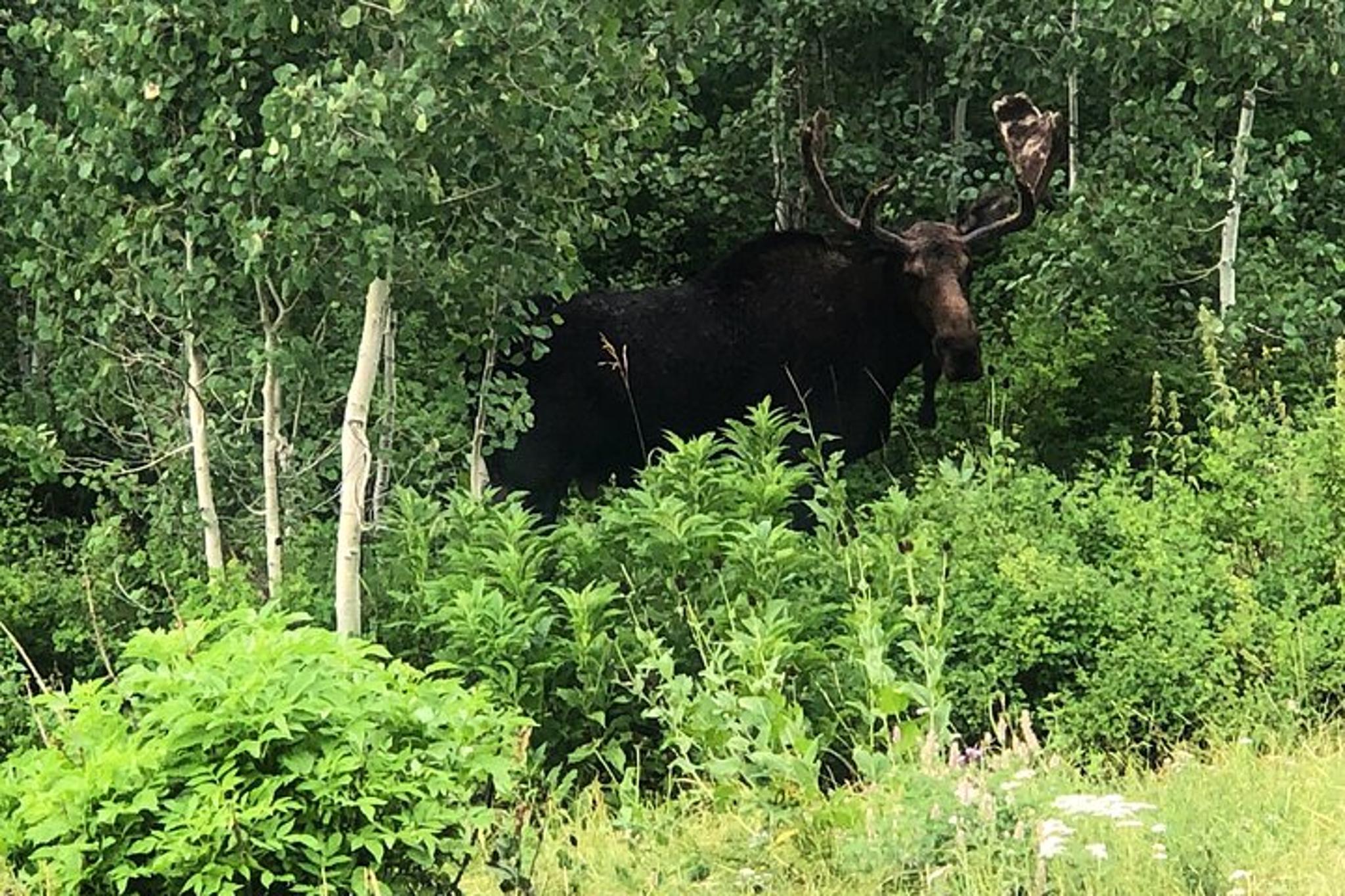 Park City Scenic Mountain Hike - Image 4