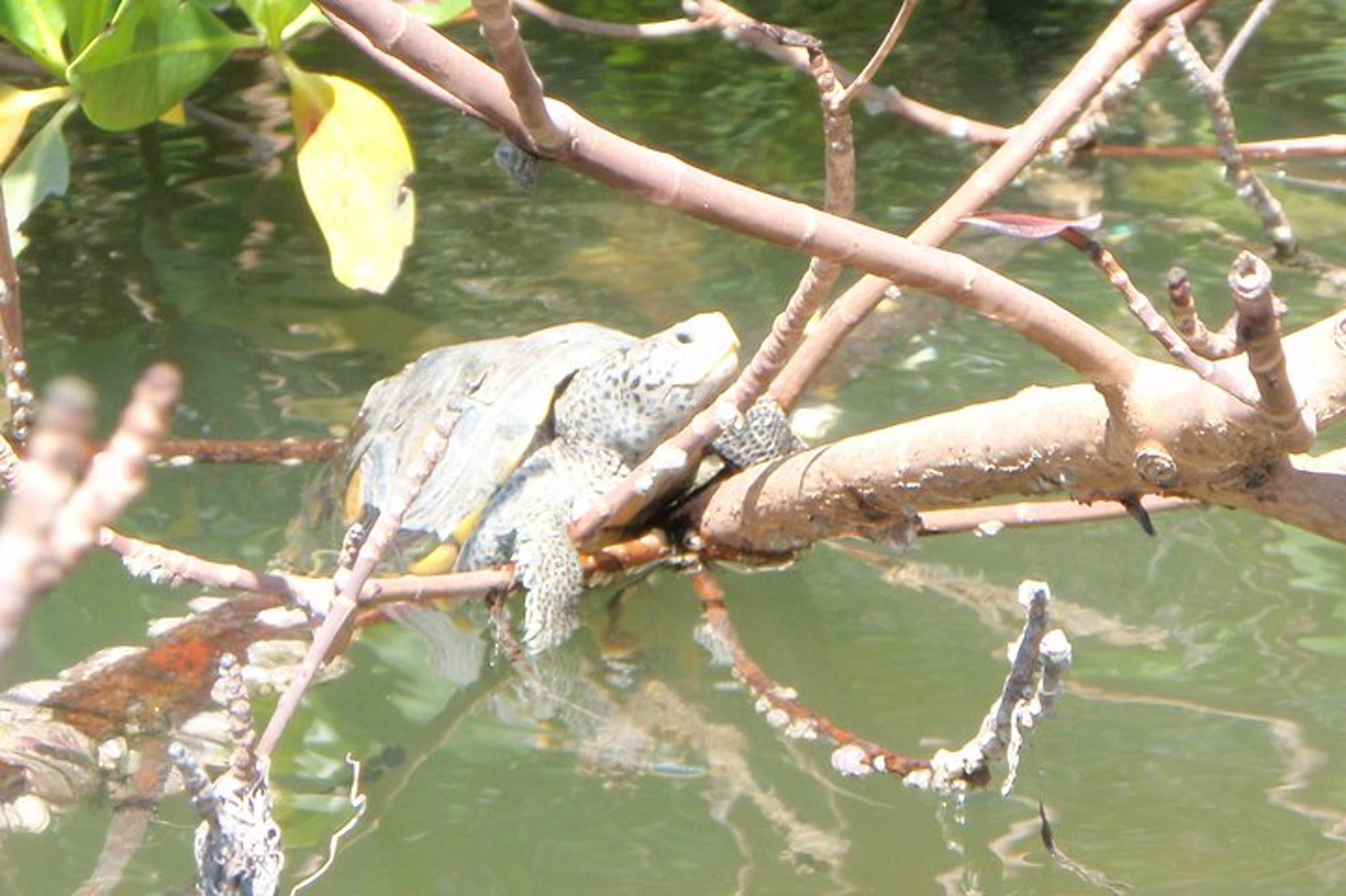 Fort Myers Kayak Eco Tour - Image 6