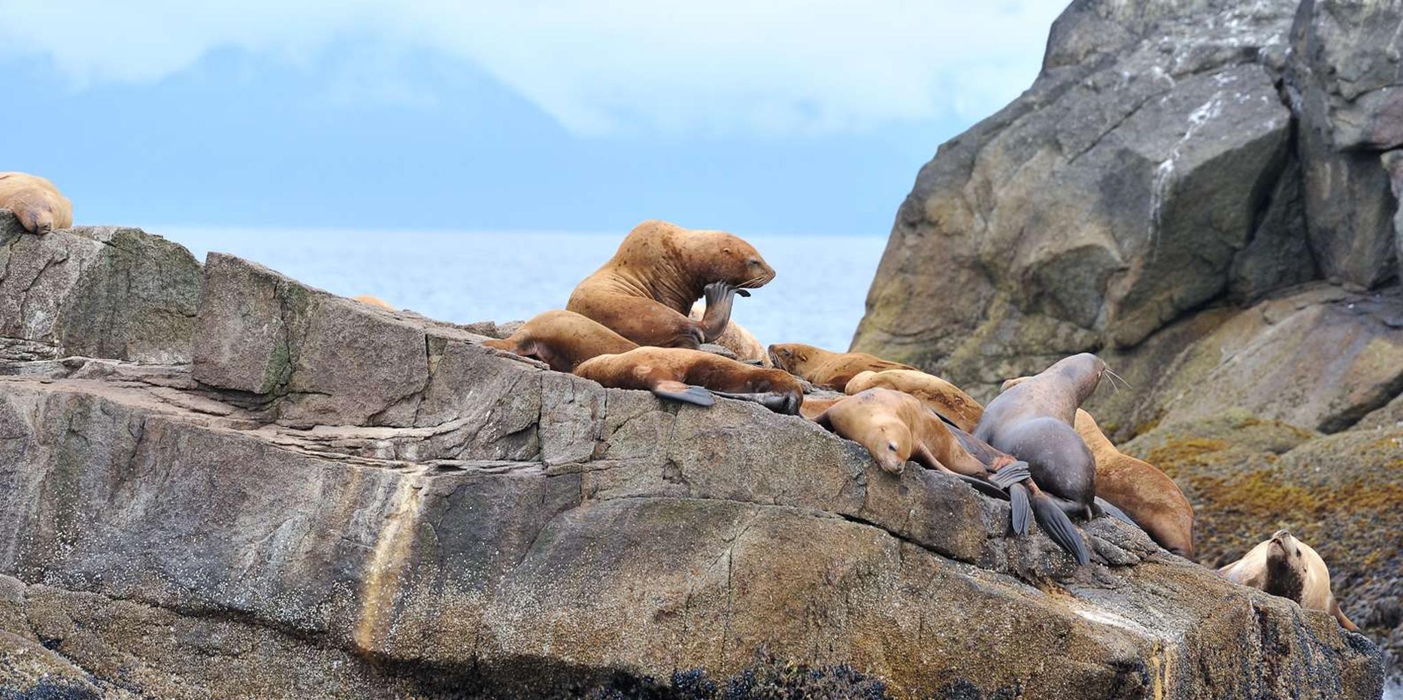 Seward Resurrection Bay Wildlife Cruise 4 hr - Image 6