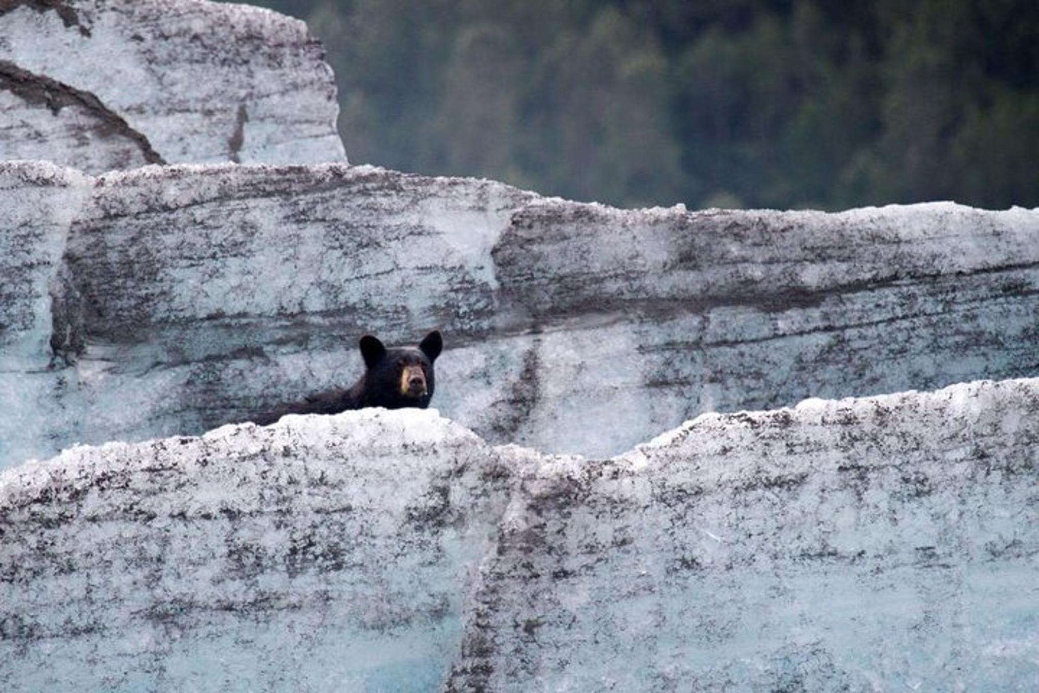 Girdwood Bears, Trains & Icebergs Tour - Image 2