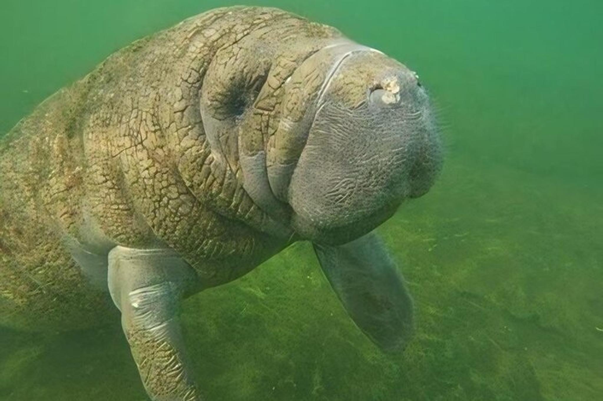 Crystal River Manatee Swim with Heated Boat - Image 6