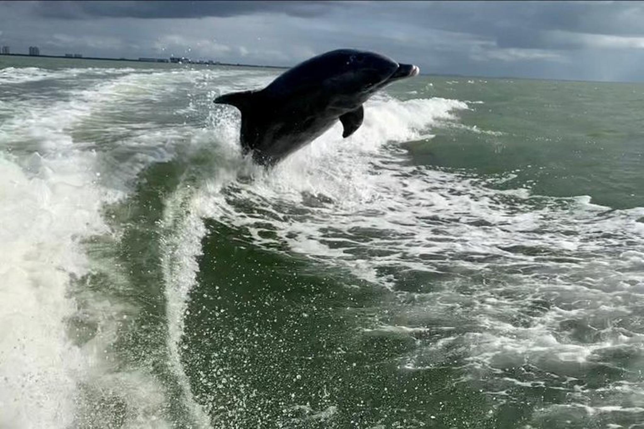 Fort Myers Beach Dolphin Tour - Image 4