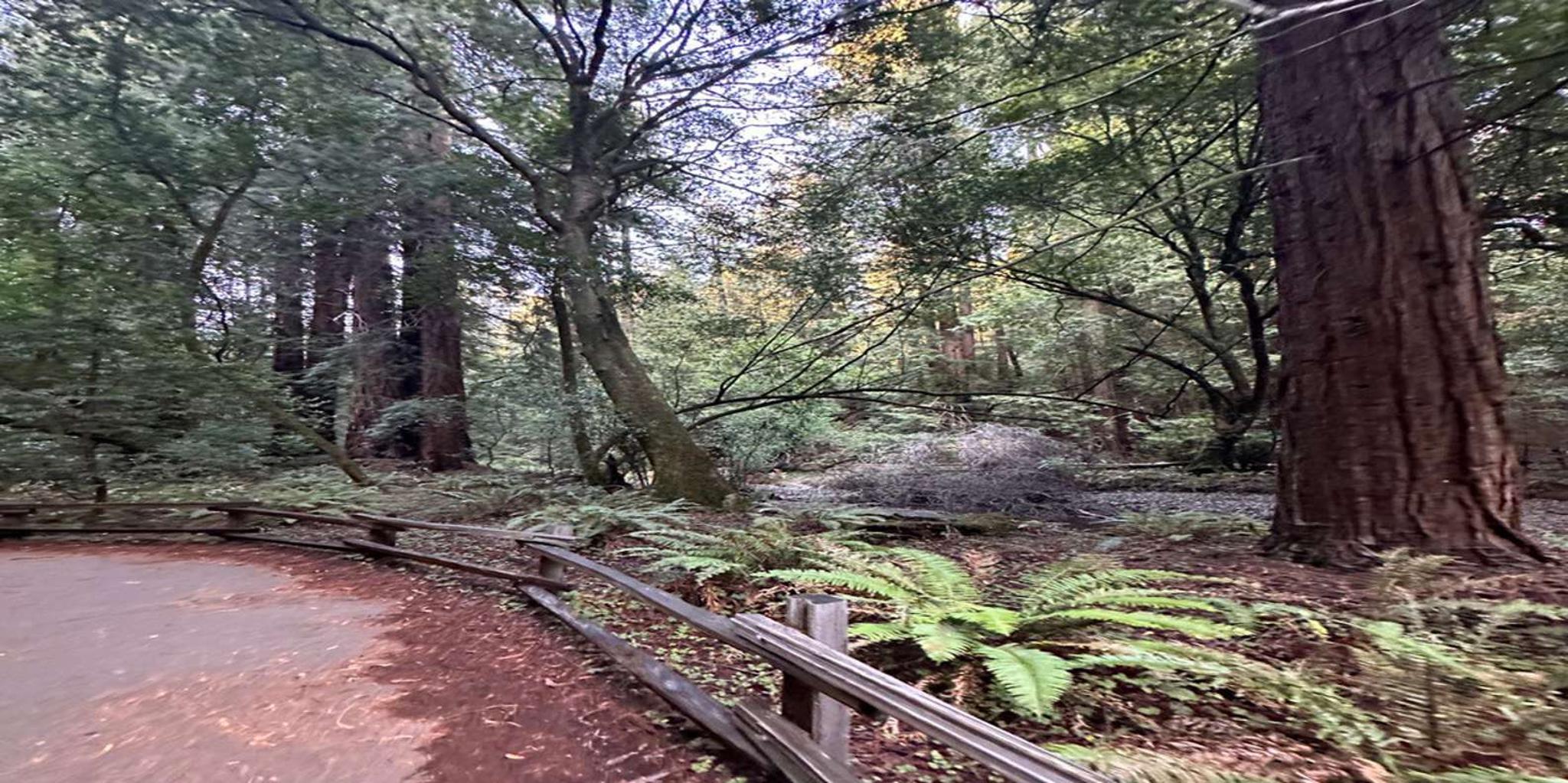 San Francisco Muir Woods and Sonoma Wine Tour - Image 5