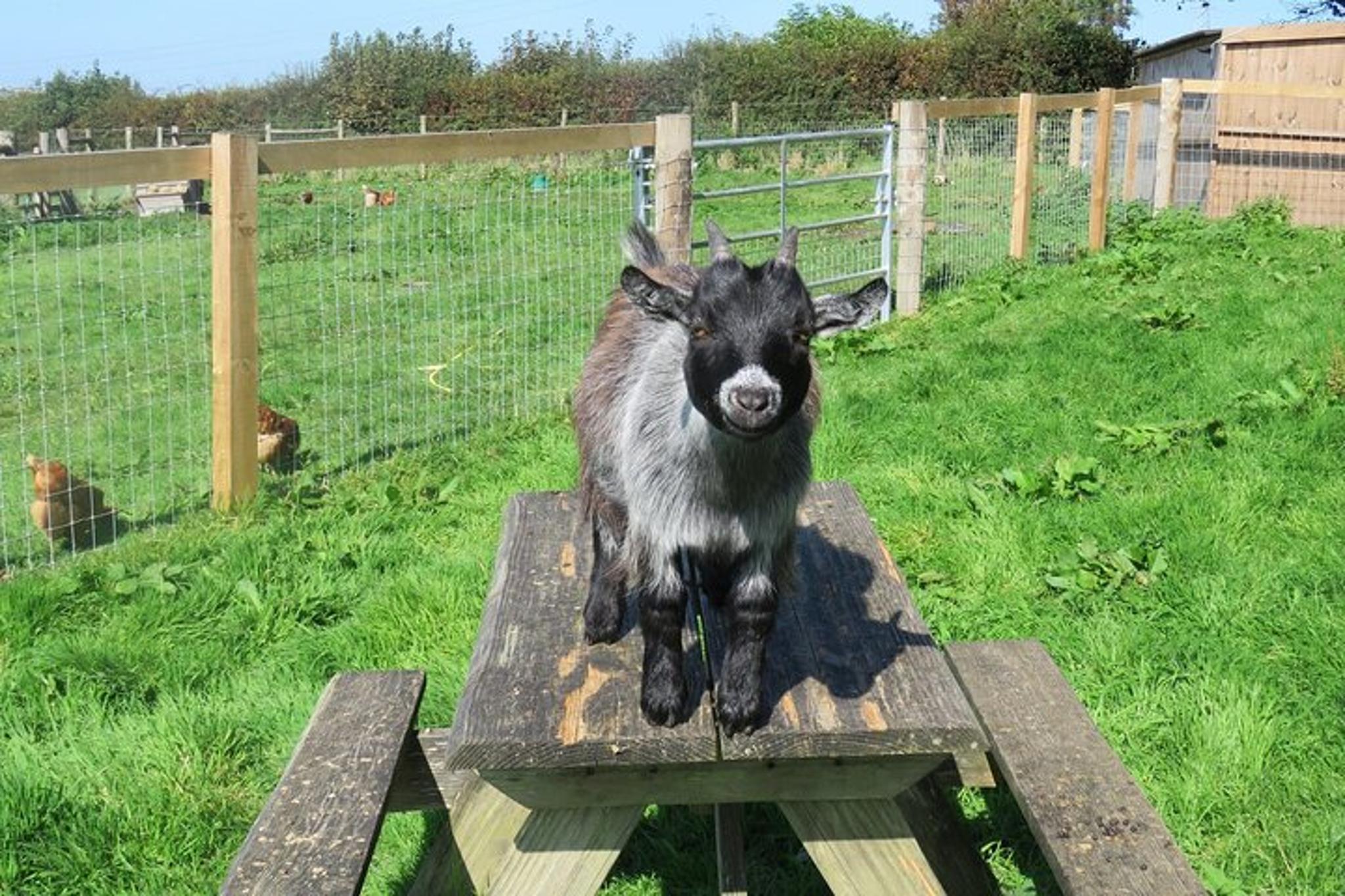 Bainbridge Island Educational Farm Tour - Image 2