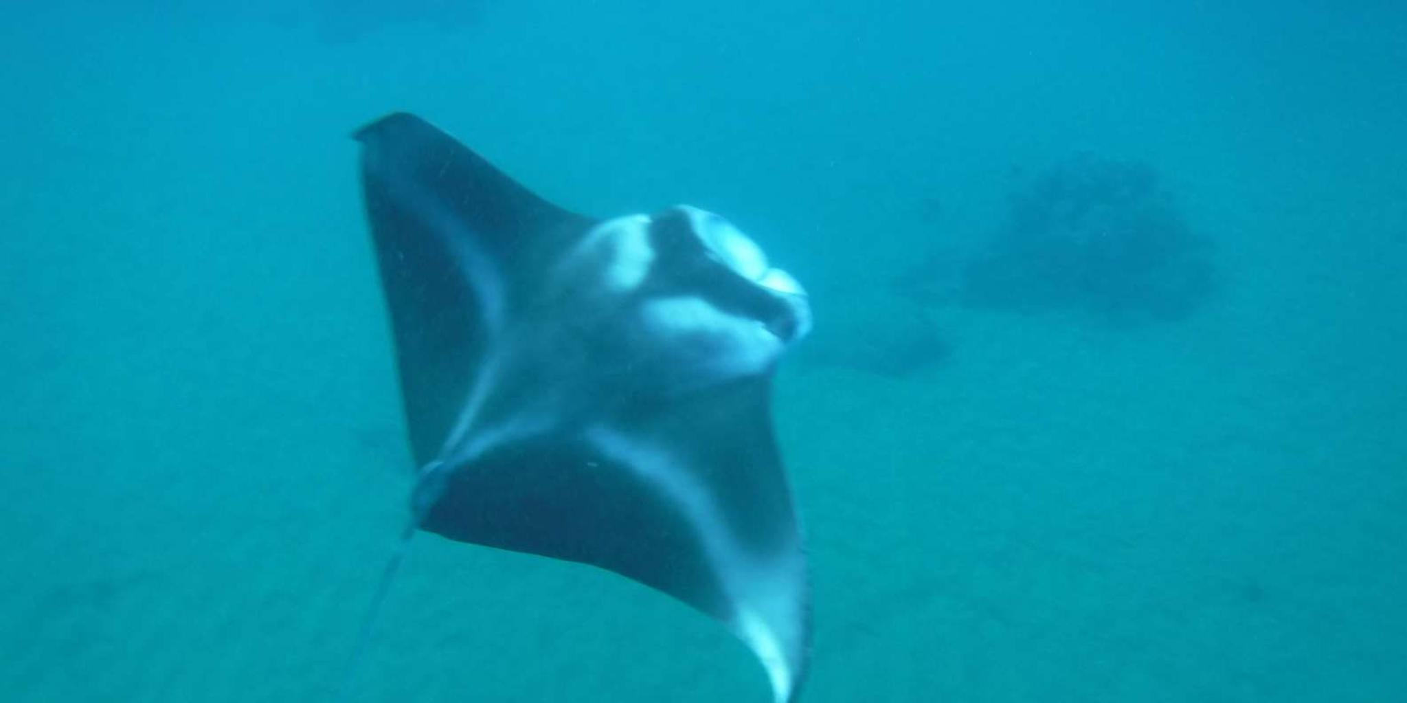 Maui Kayak and Snorkel Tour in Makena Bay - Image 3