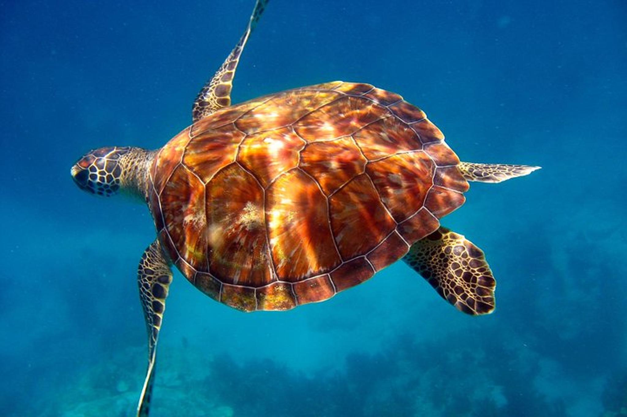 Key Largo Snorkeling Tour - Image 5