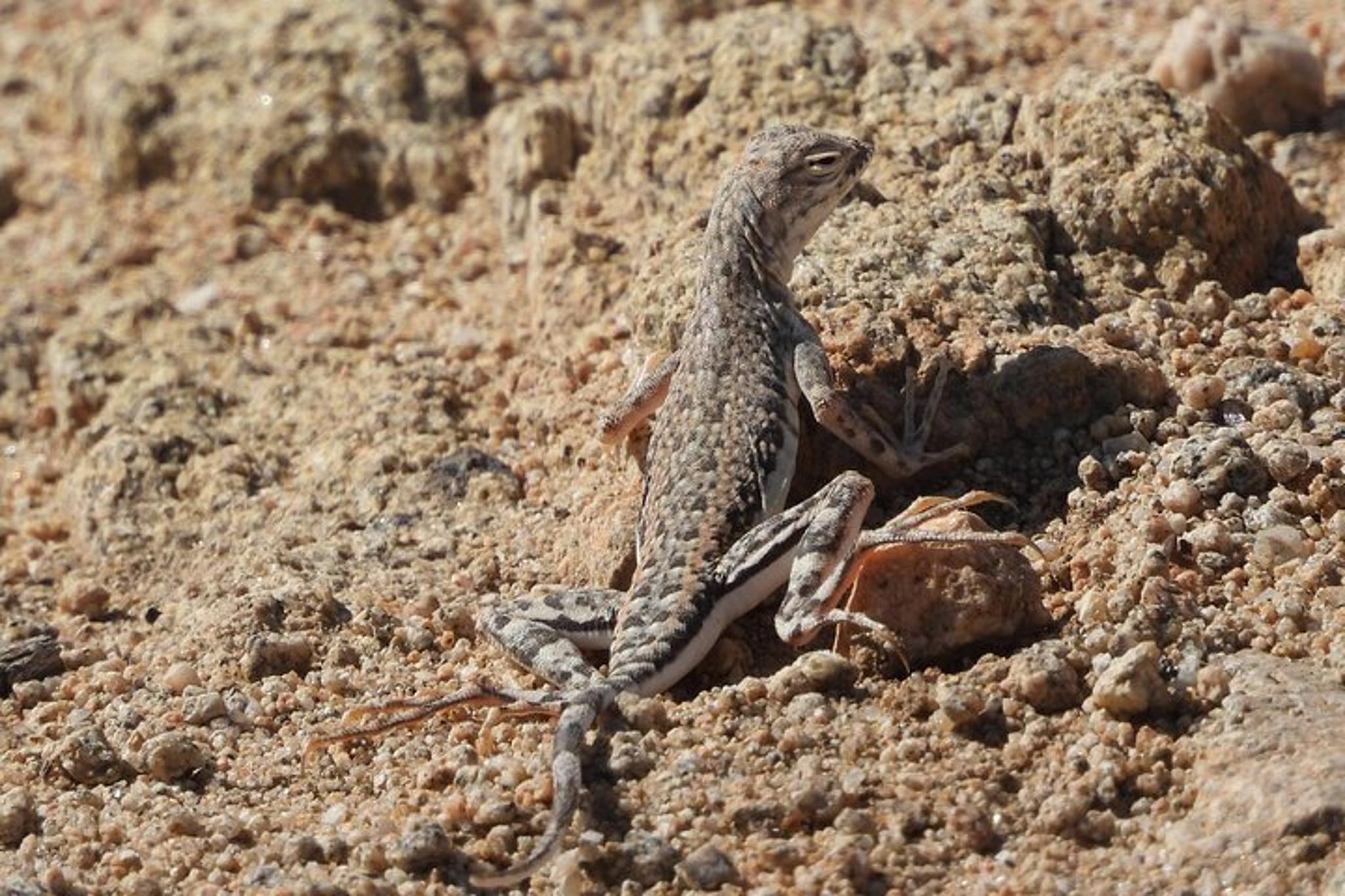 Joshua Tree National Park Adventure - Image 6