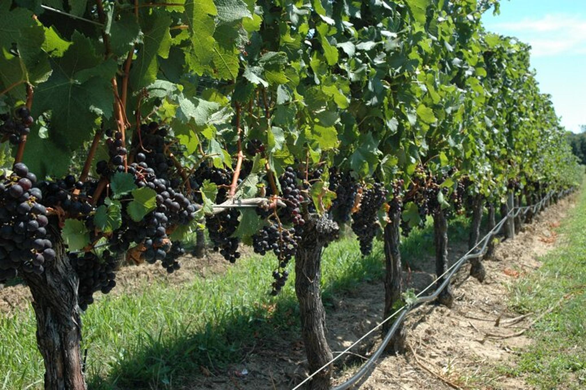 Mattituck Farm and Wine Country Bike Tour - Image 5