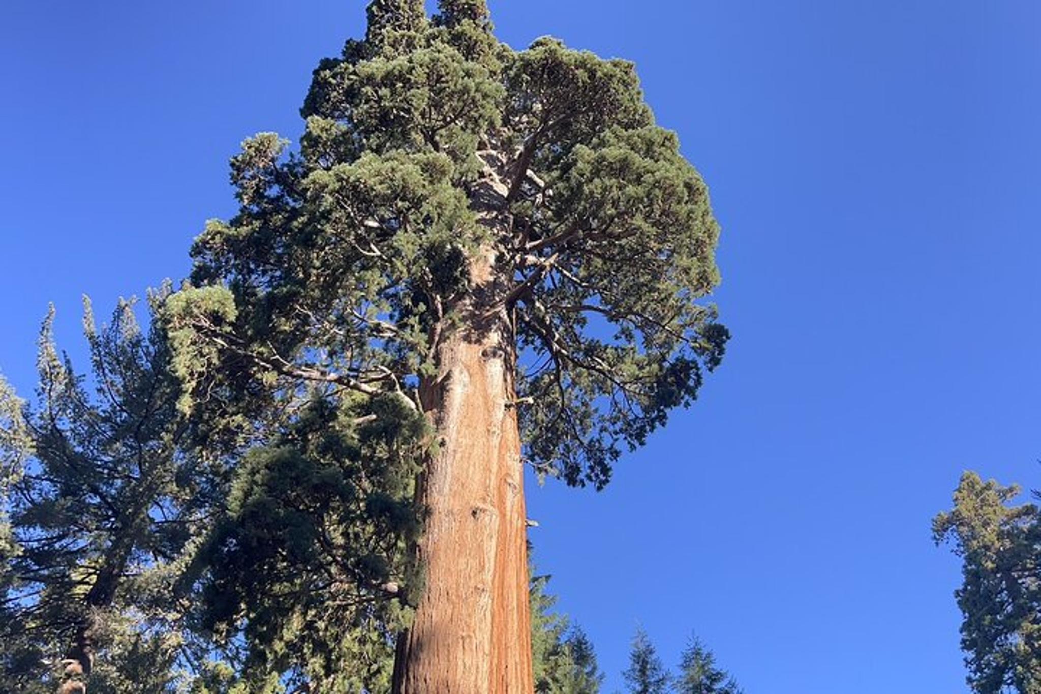 Sequoia National Park Outdoor Day Retreat - Image 2