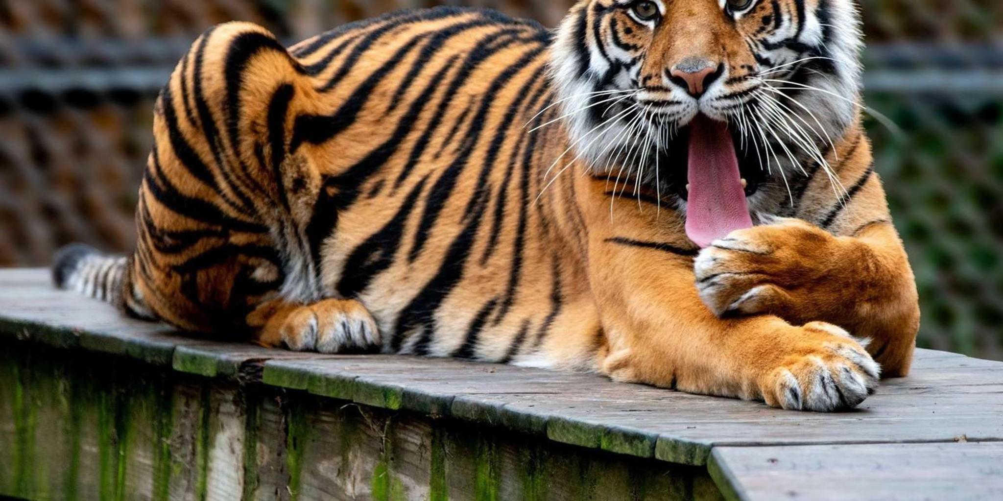 Memphis Zoo Entry Ticket - Image 3