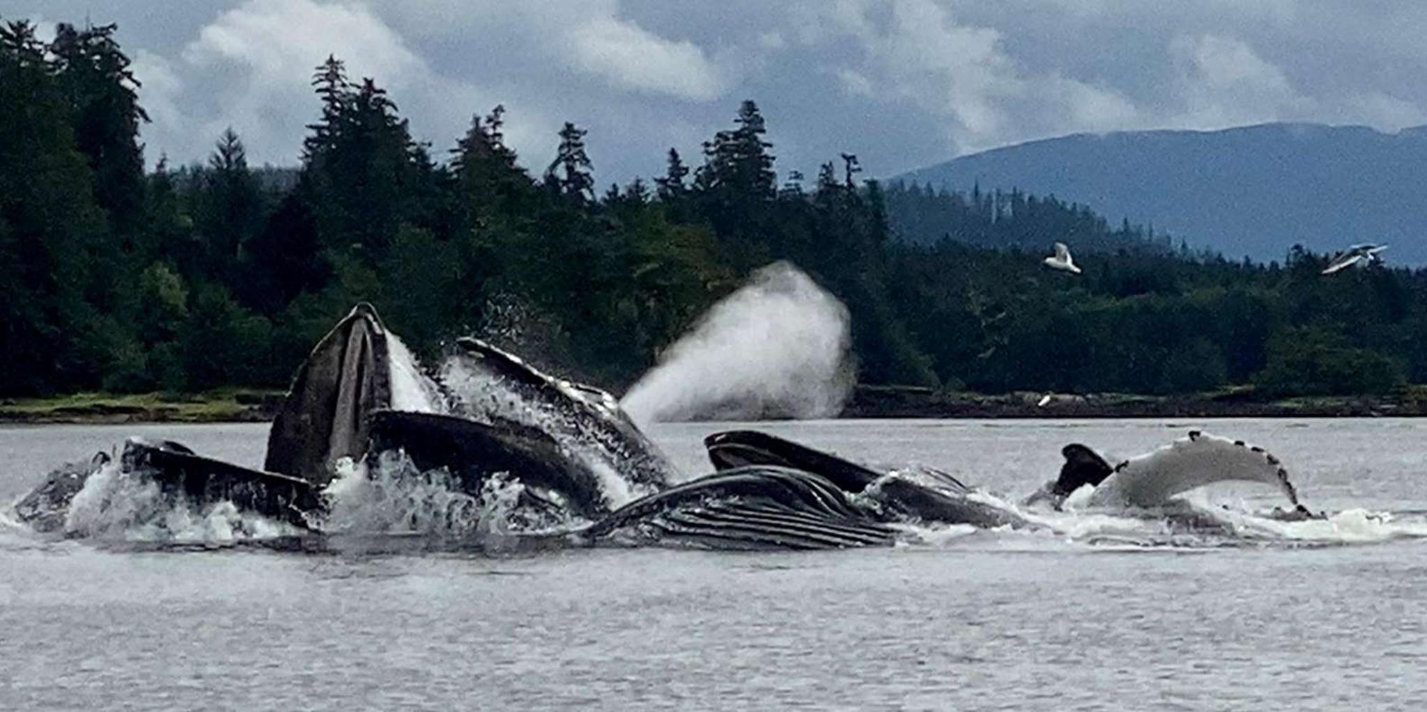 Juneau Jetski and Whale Adventure - Image 4