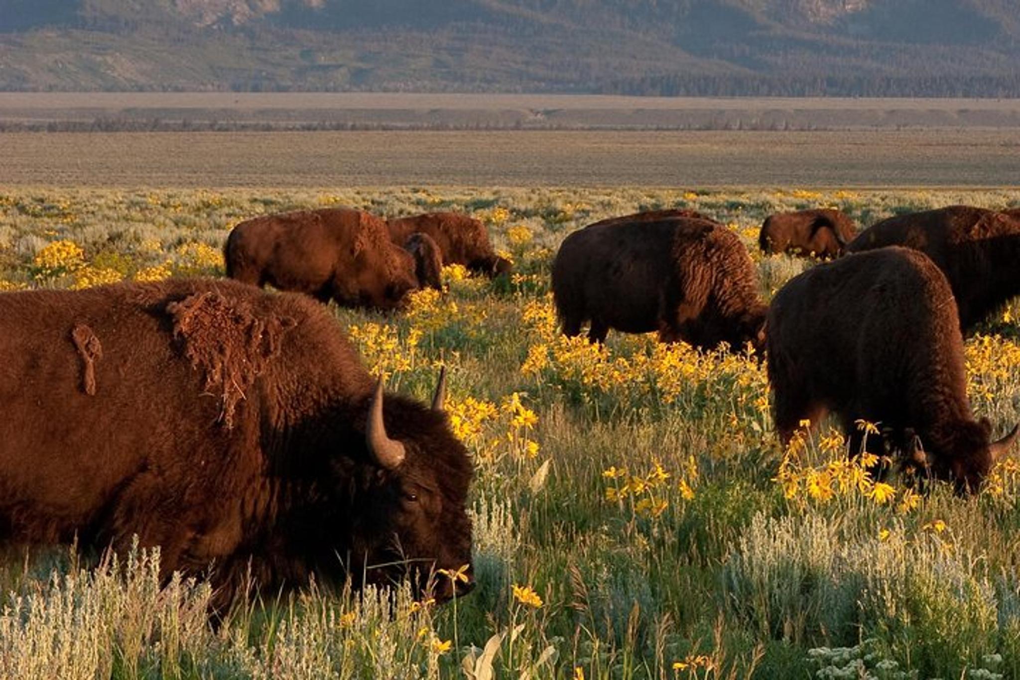 Grand Teton Wildlife Safari - Image 3