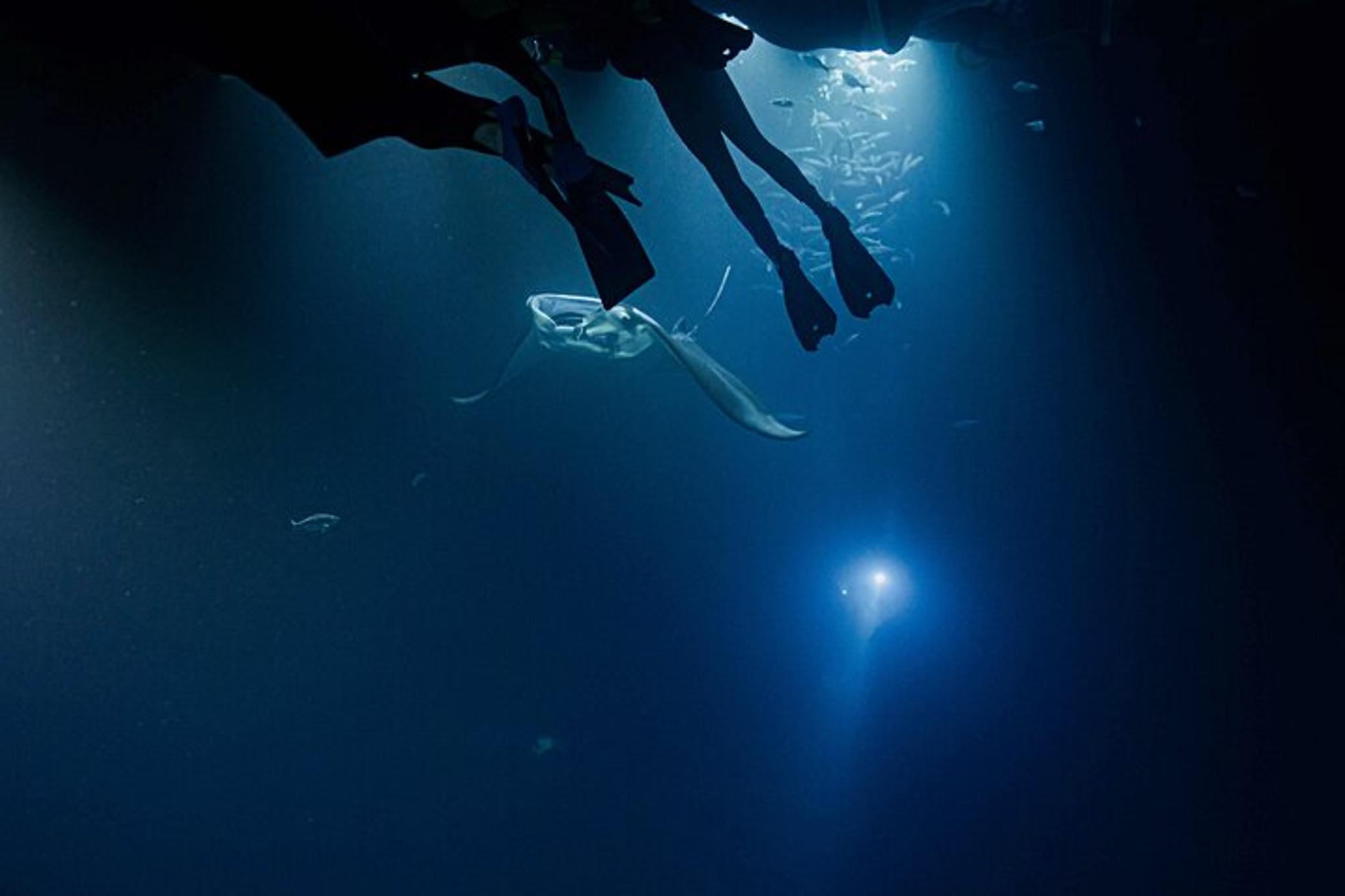 Kona Manta Ray Night Snorkel Adventure 2.5 hr - Image 6