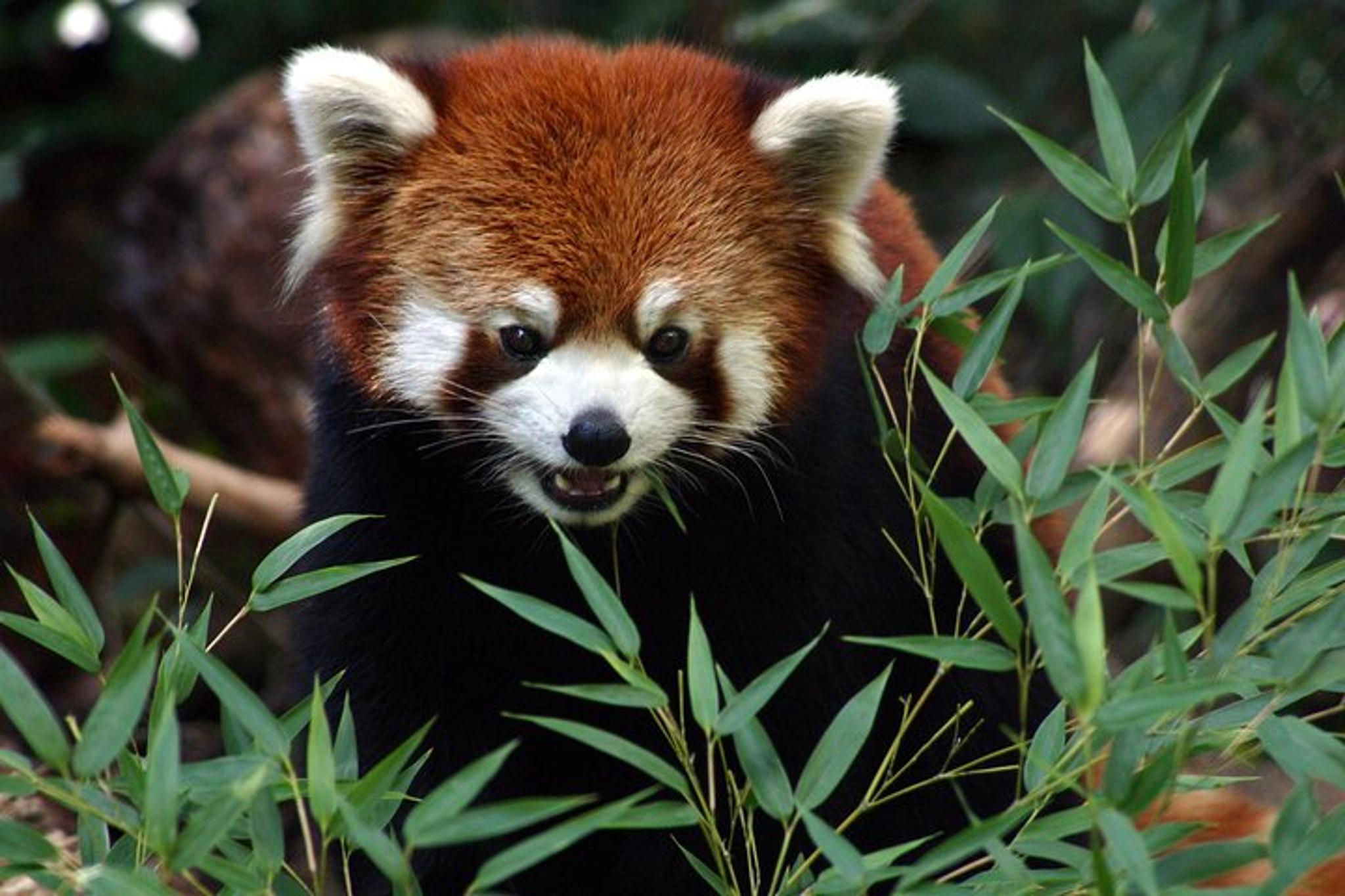 Seattle Woodland Park Zoo Admission - Image 2