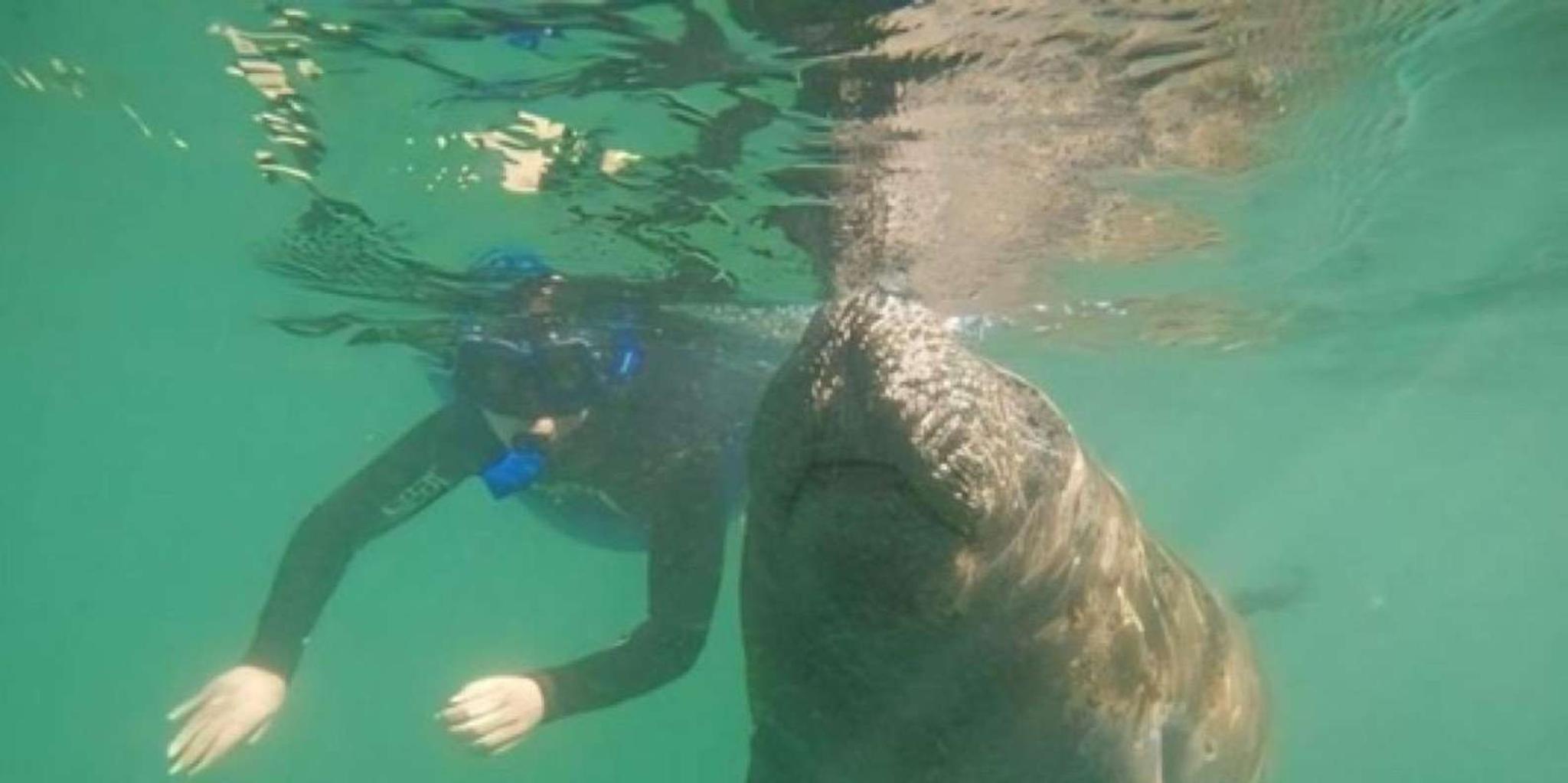 Crystal River Manatee Swim Tour with Heated Boat - Image 3