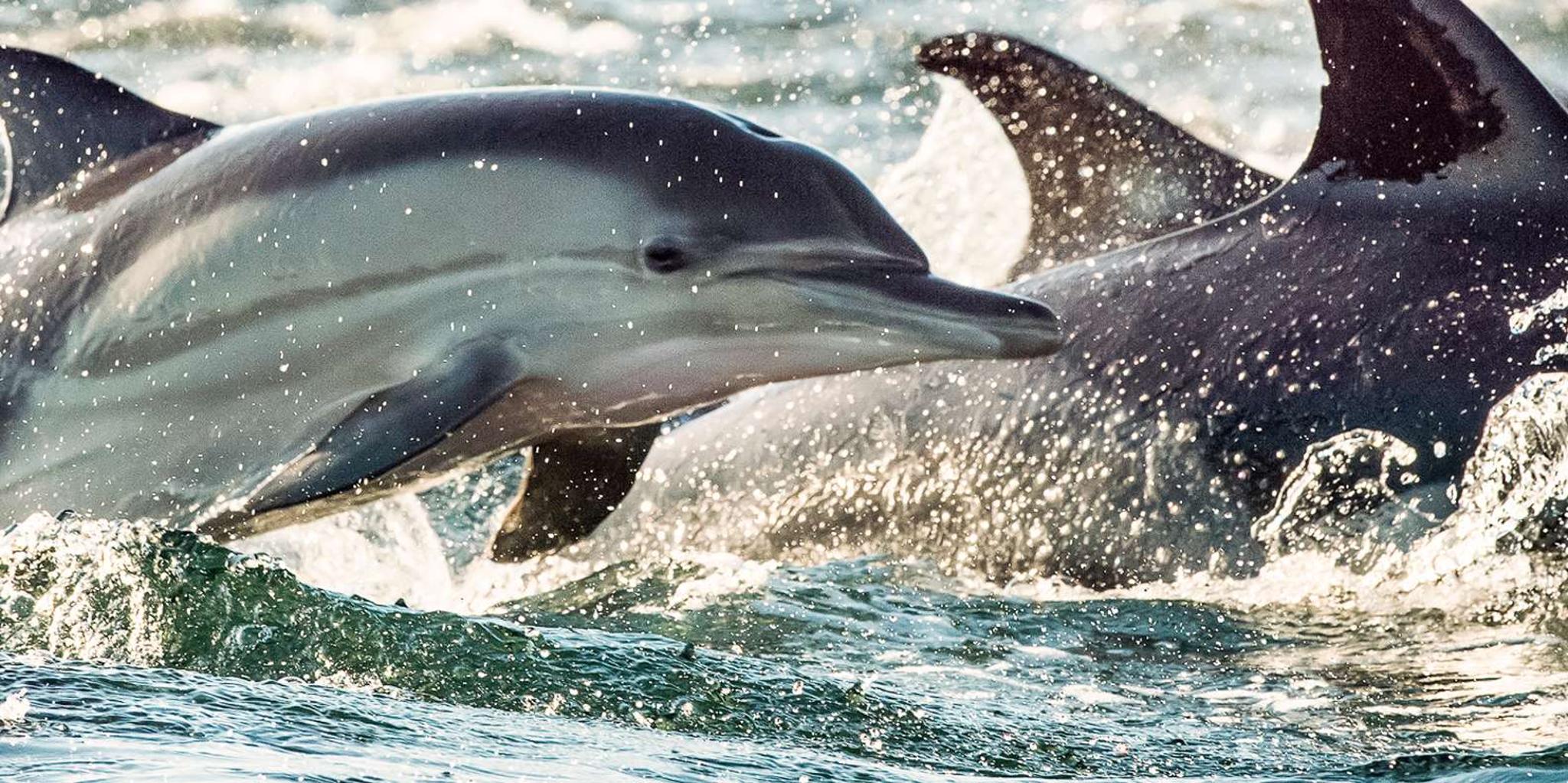 Cape May Dinner Cruise with Dolphin Watching - Image 2