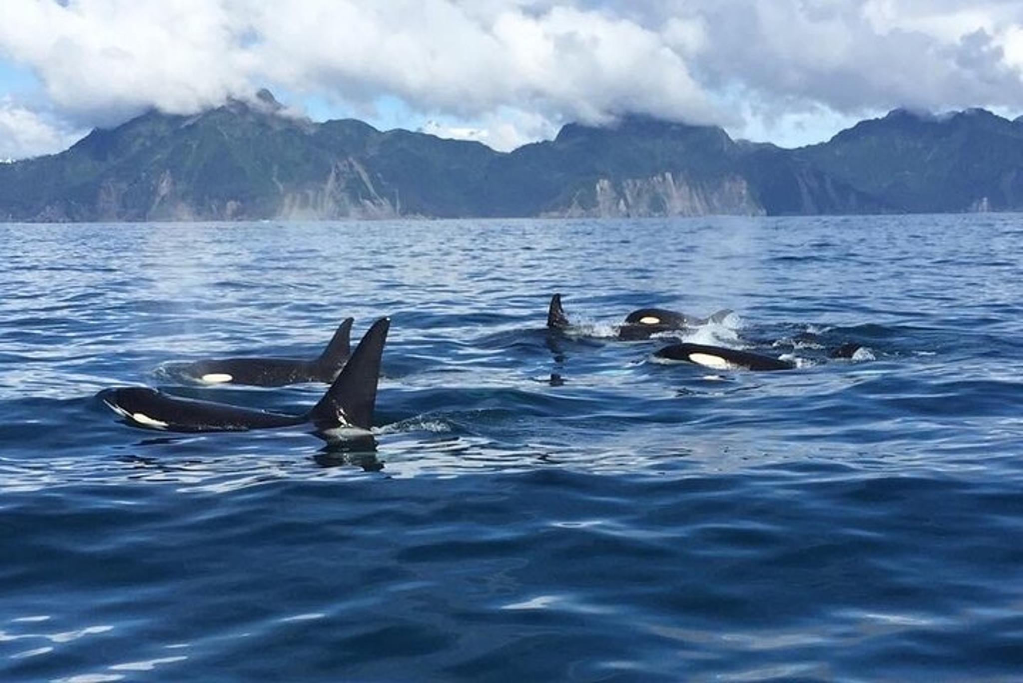 Kenai Fjords Whale Watching and Fishing Tour - Image 6