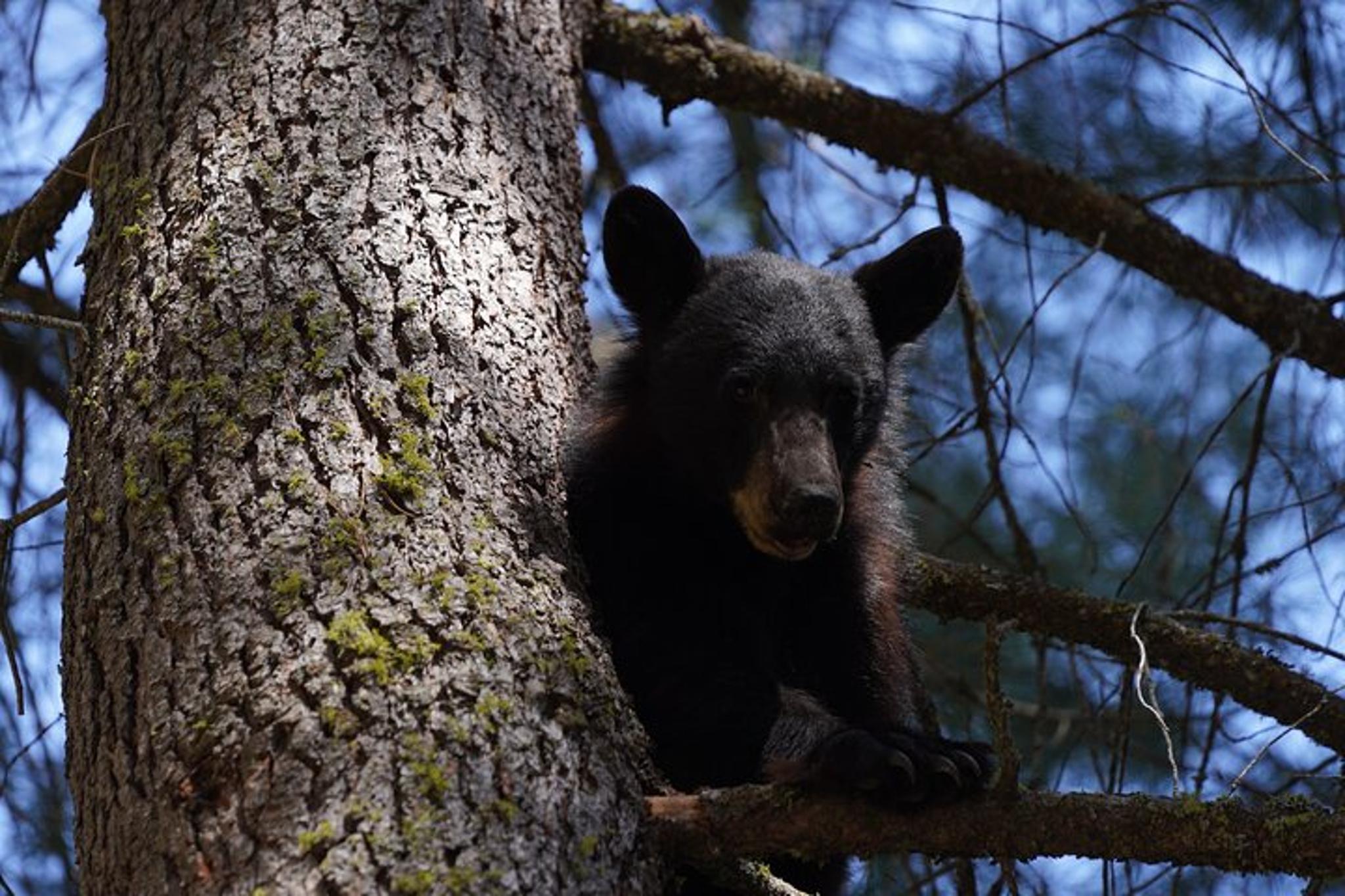 Sequoia National Park Forest Hike - Image 6