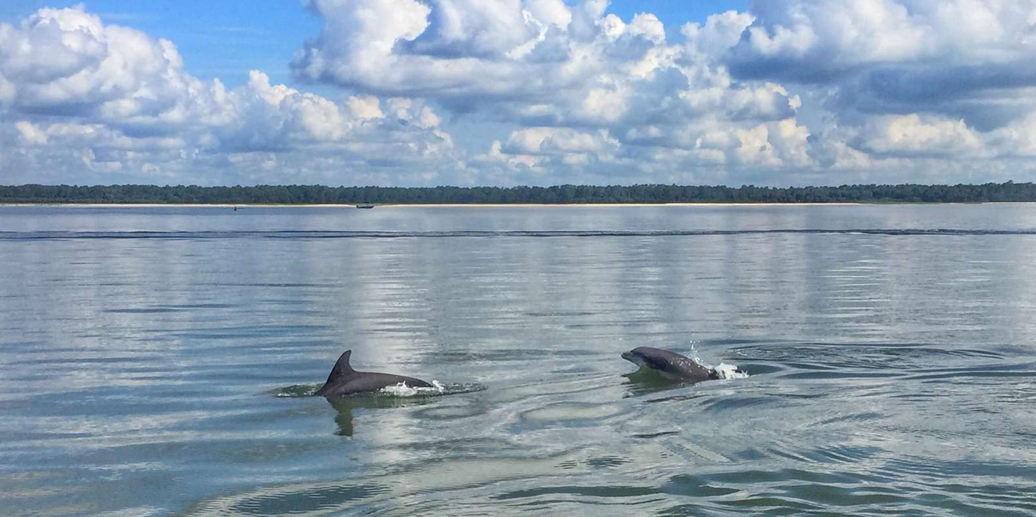Hilton Head Dolphin Watching Cruise with Donuts - Image 4