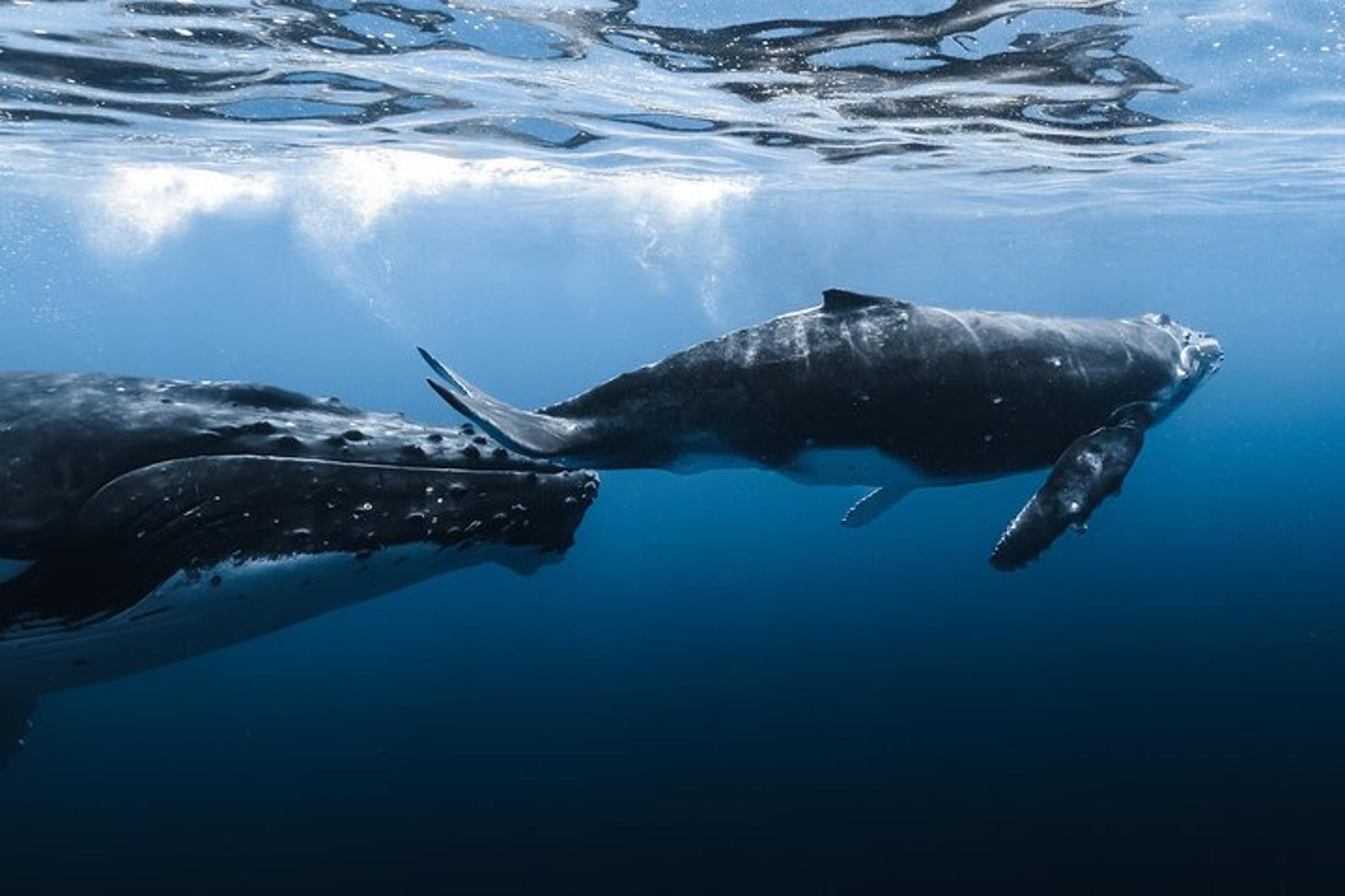 Kona Whale Watching Tour - Image 3