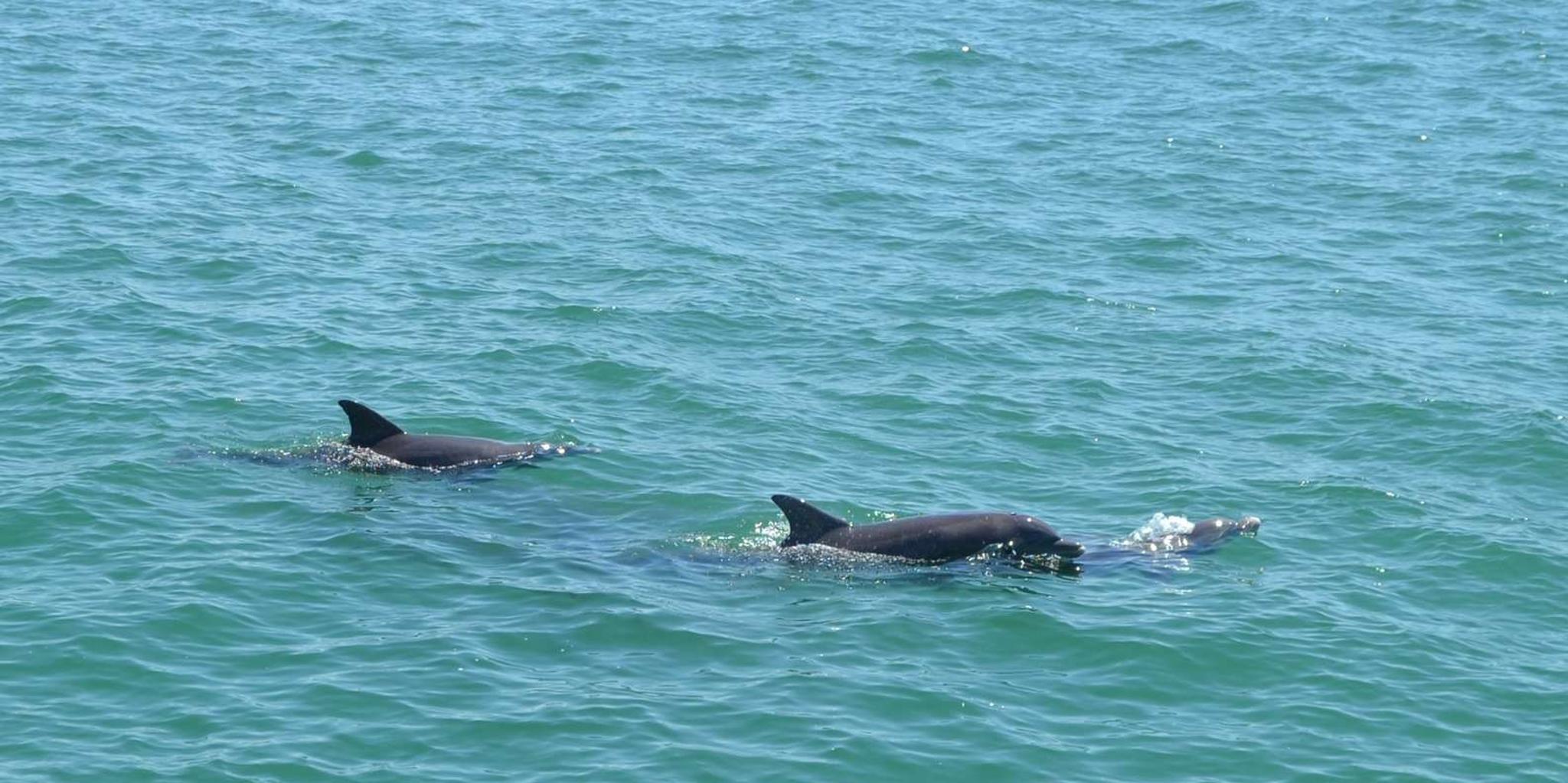 Clearwater Dolphin Cruise with Guaranteed Sightings 2 hr - Image 4
