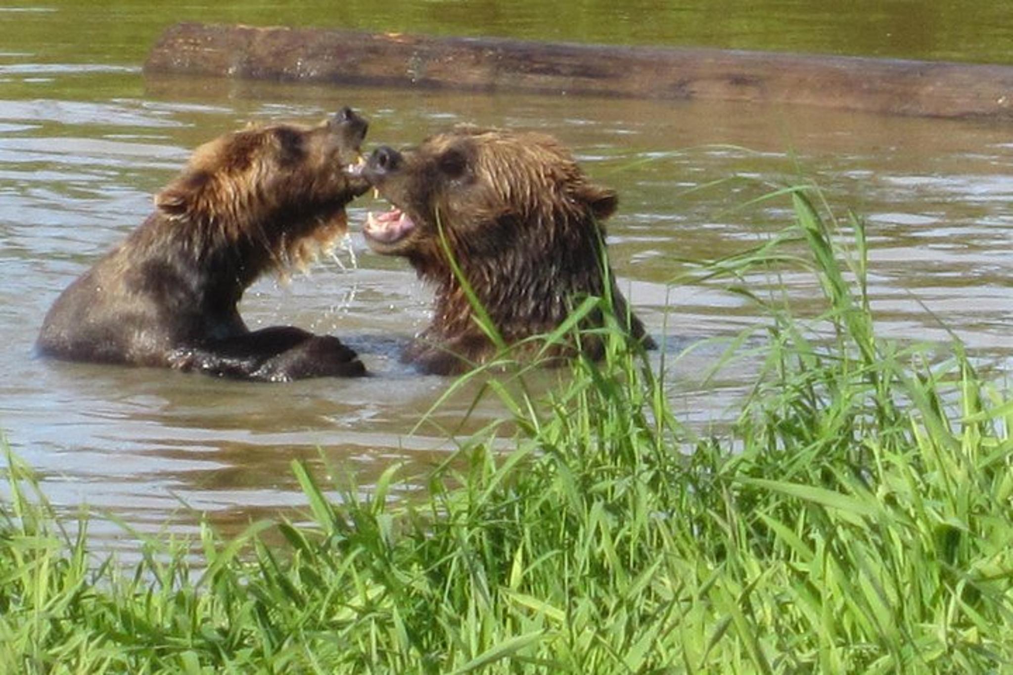 Anchorage Wildlife and Glacier Tour with Rainforest Walk