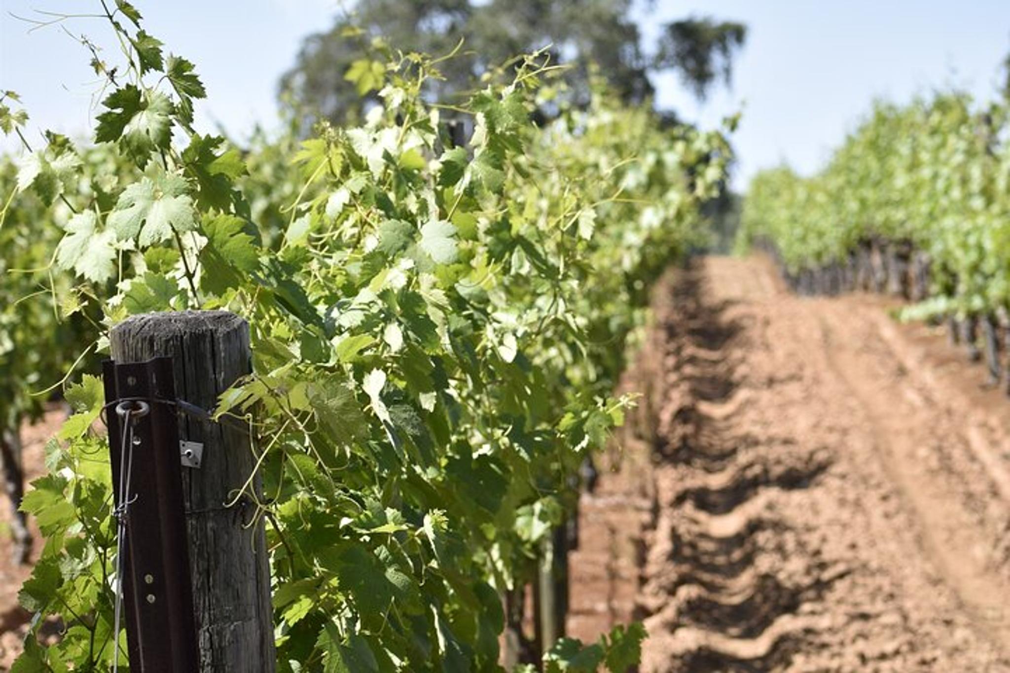Placerville Wine Tasting Tour - Image 4
