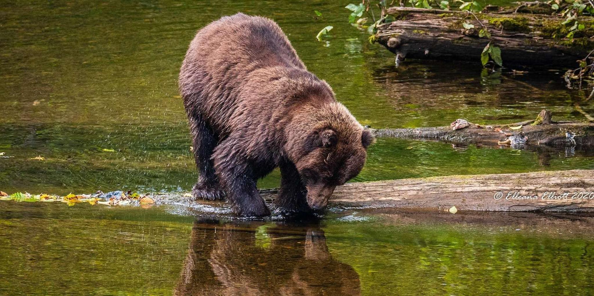 Hoonah Chichagof Island Brown Bear Search 3 hr - Image 4