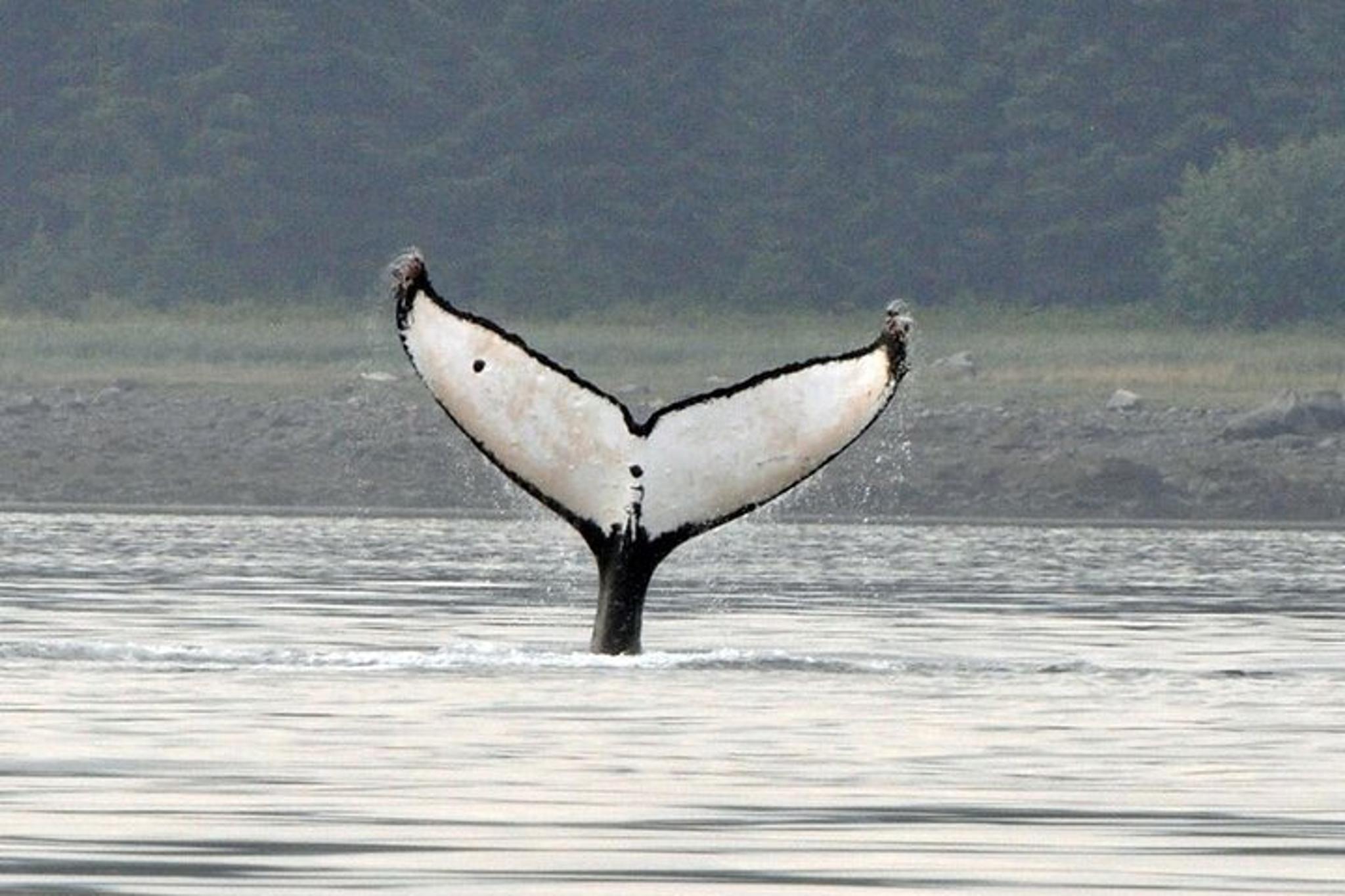 Juneau Whale Watching Tour - Image 4