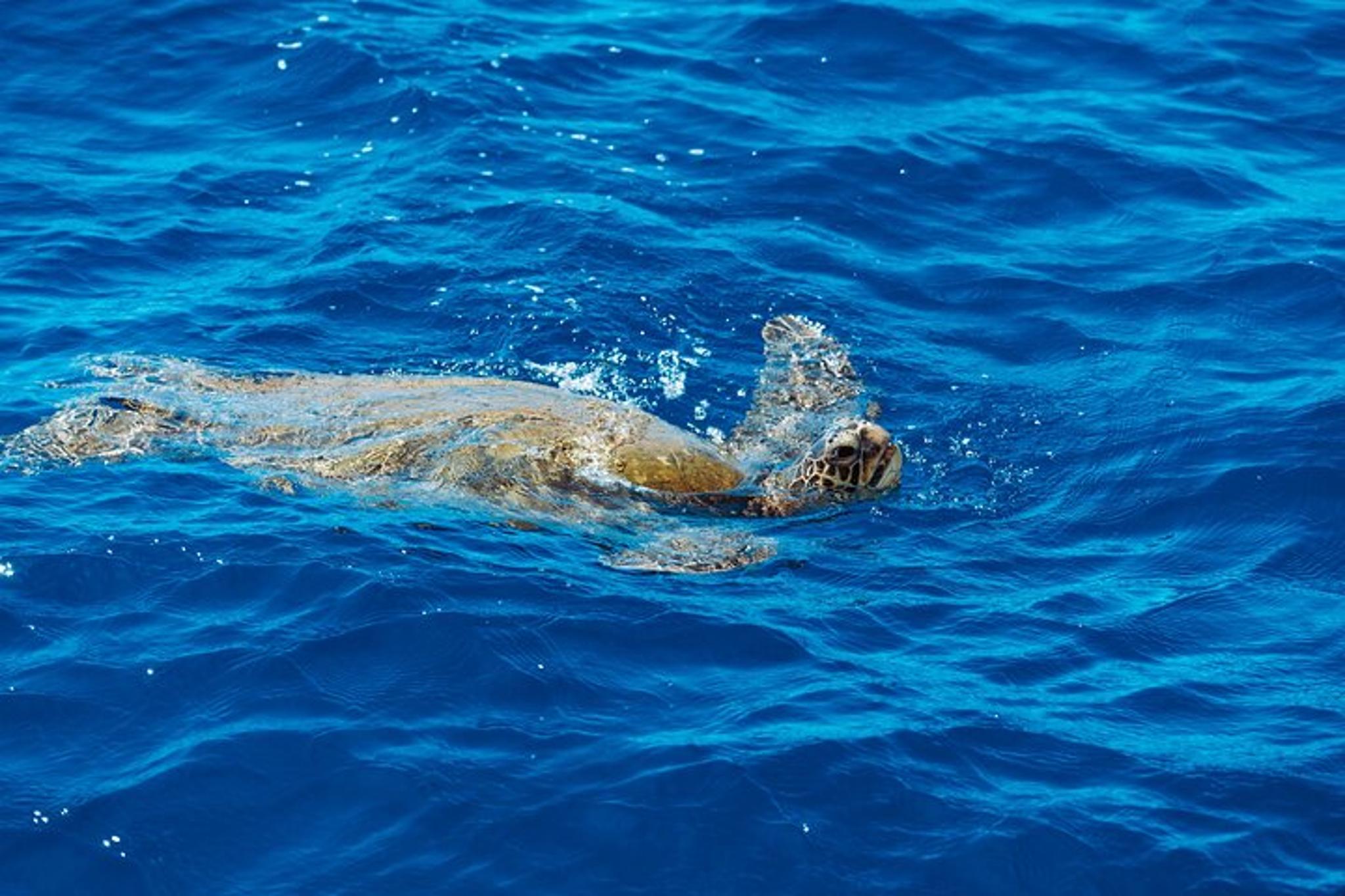 Honolulu Glass Bottom Boat Cruise 60 Min - Image 6