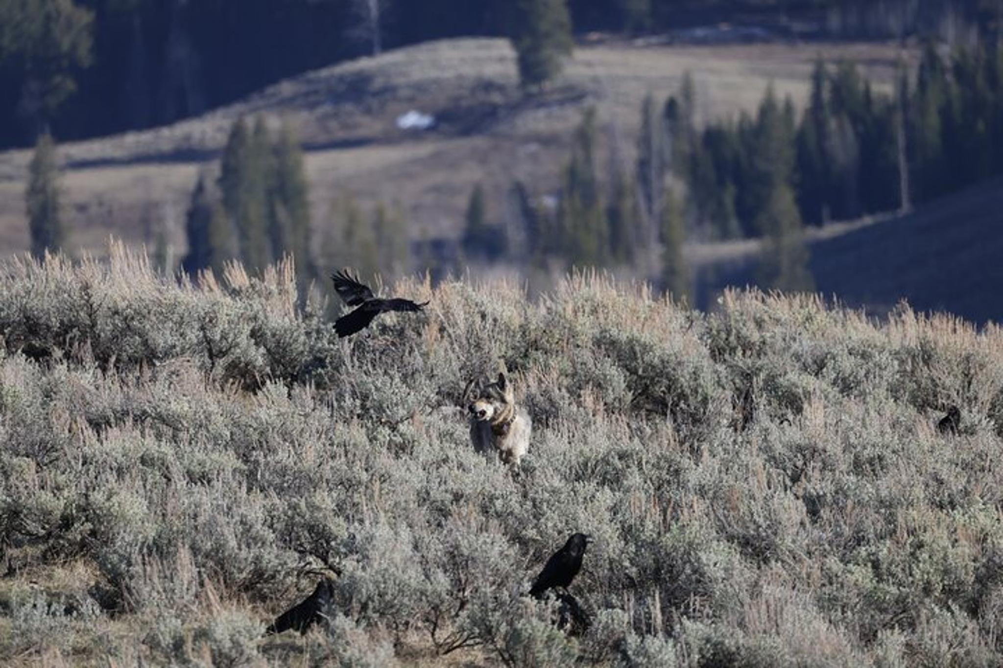 Yellowstone Upper Loop Wildlife Adventure - Image 4