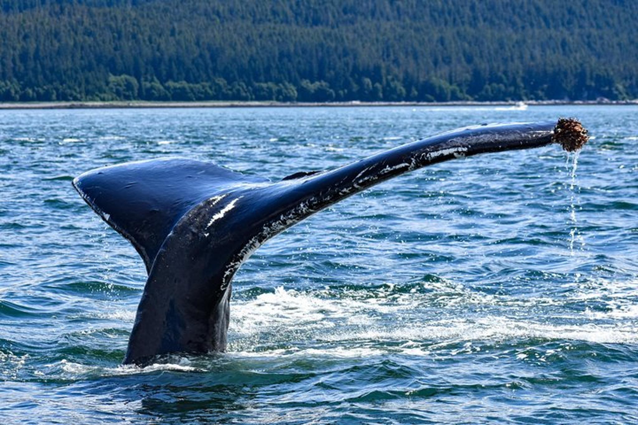 Juneau Whale Watching and Lighthouse Tour - Image 5