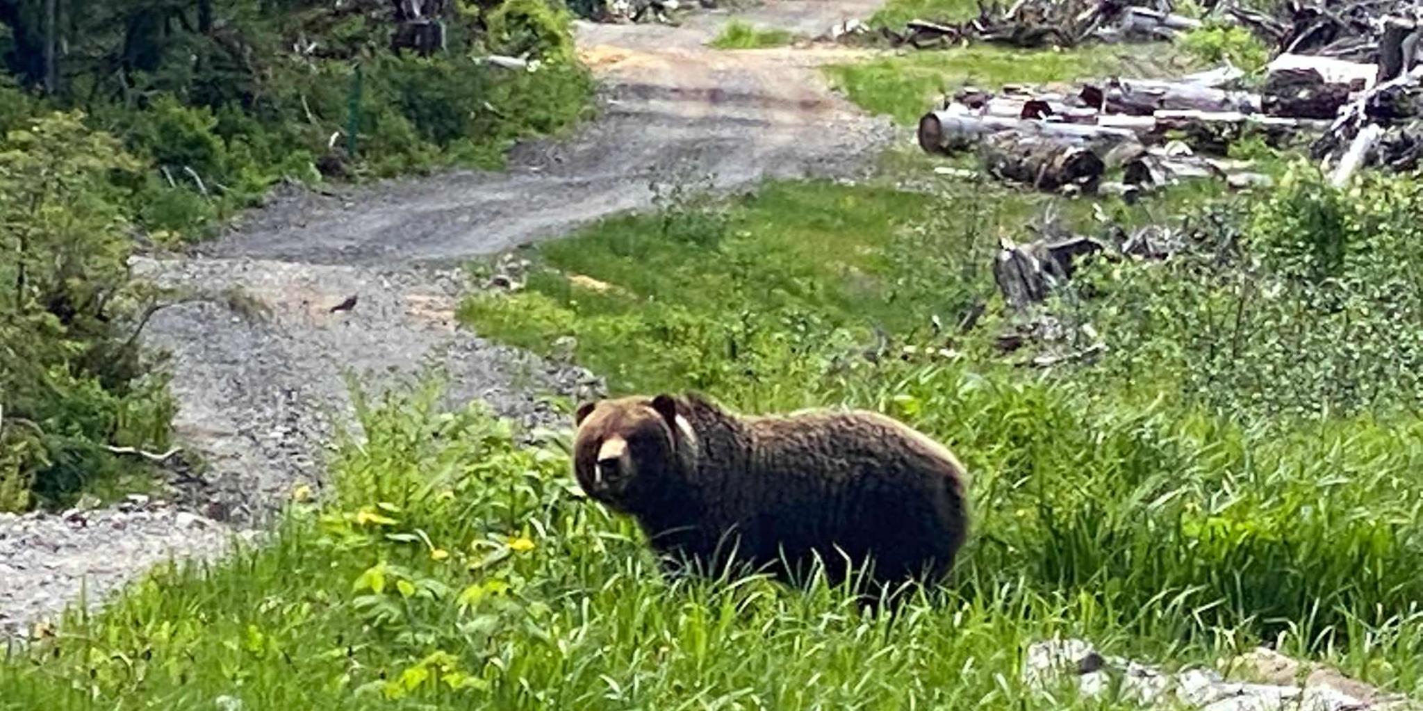 Hoonah Chichagof Island Brown Bear Search 3 hr - Image 5