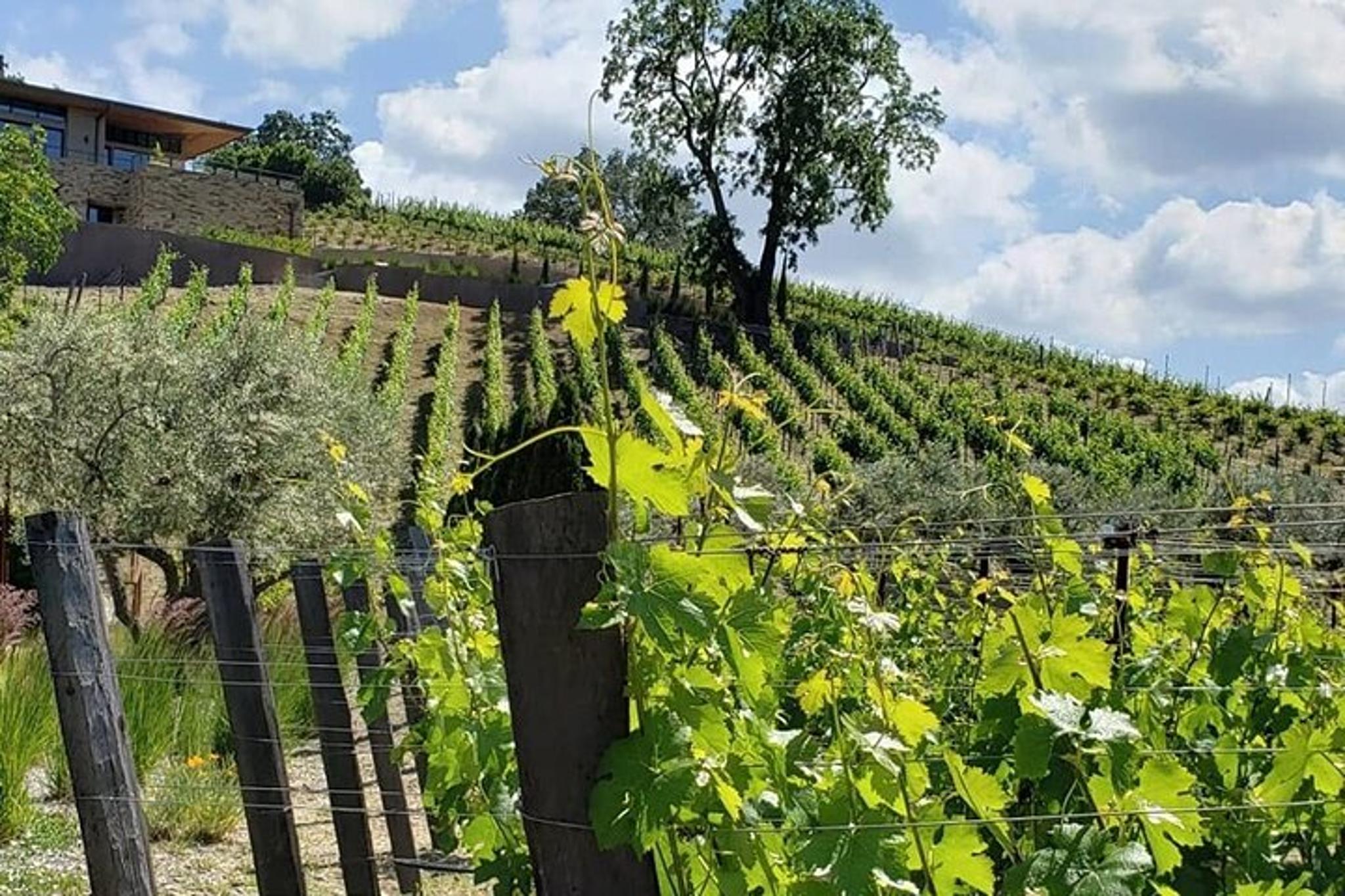 Napa Valley Wine Tour in a Luxury Vehicle 8 hr - Image 4