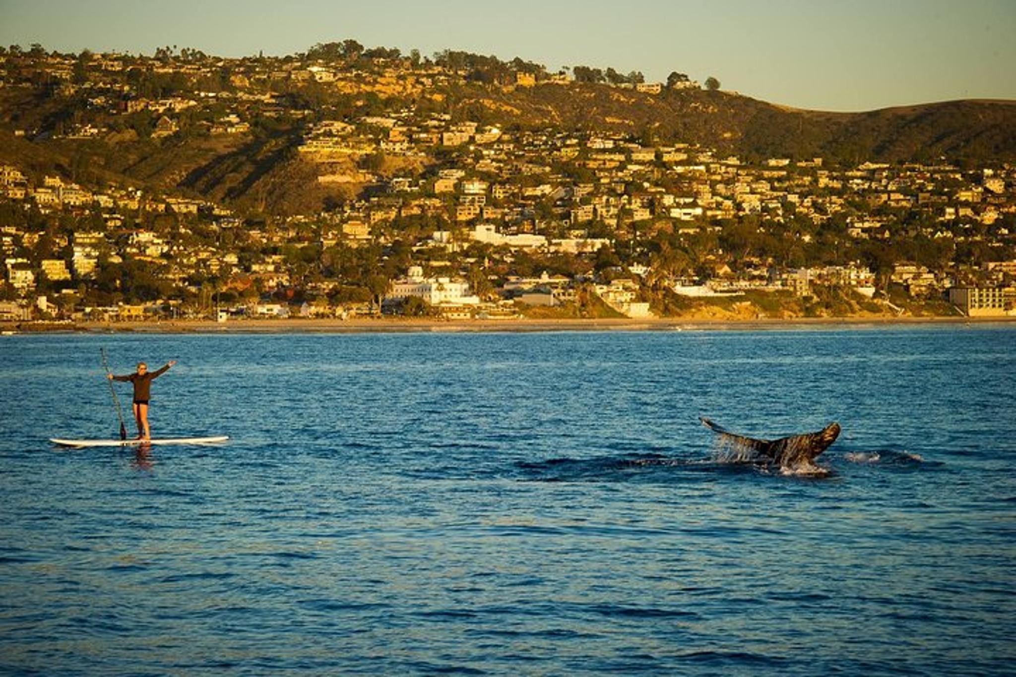 Laguna Beach SUP Lesson and Tour - Image 4