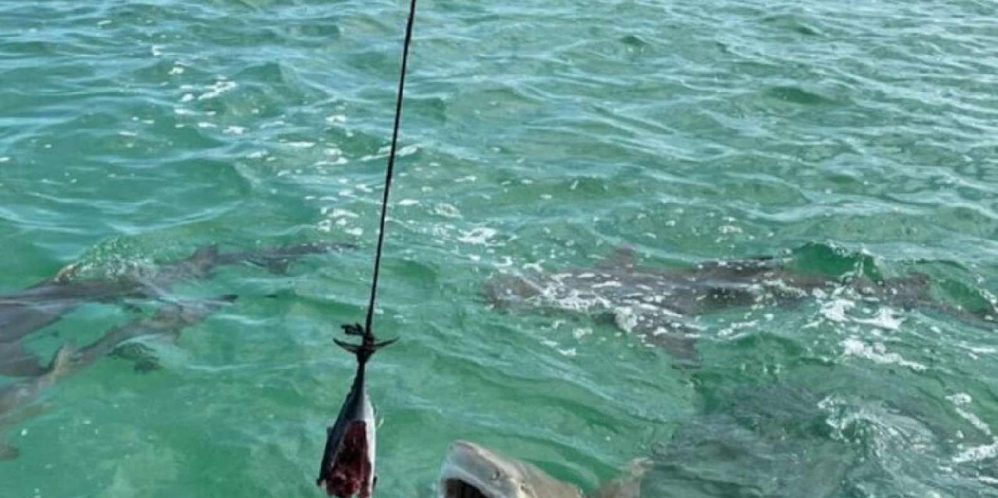 Key West Shark and Wildlife Catamaran Tour - Image 4