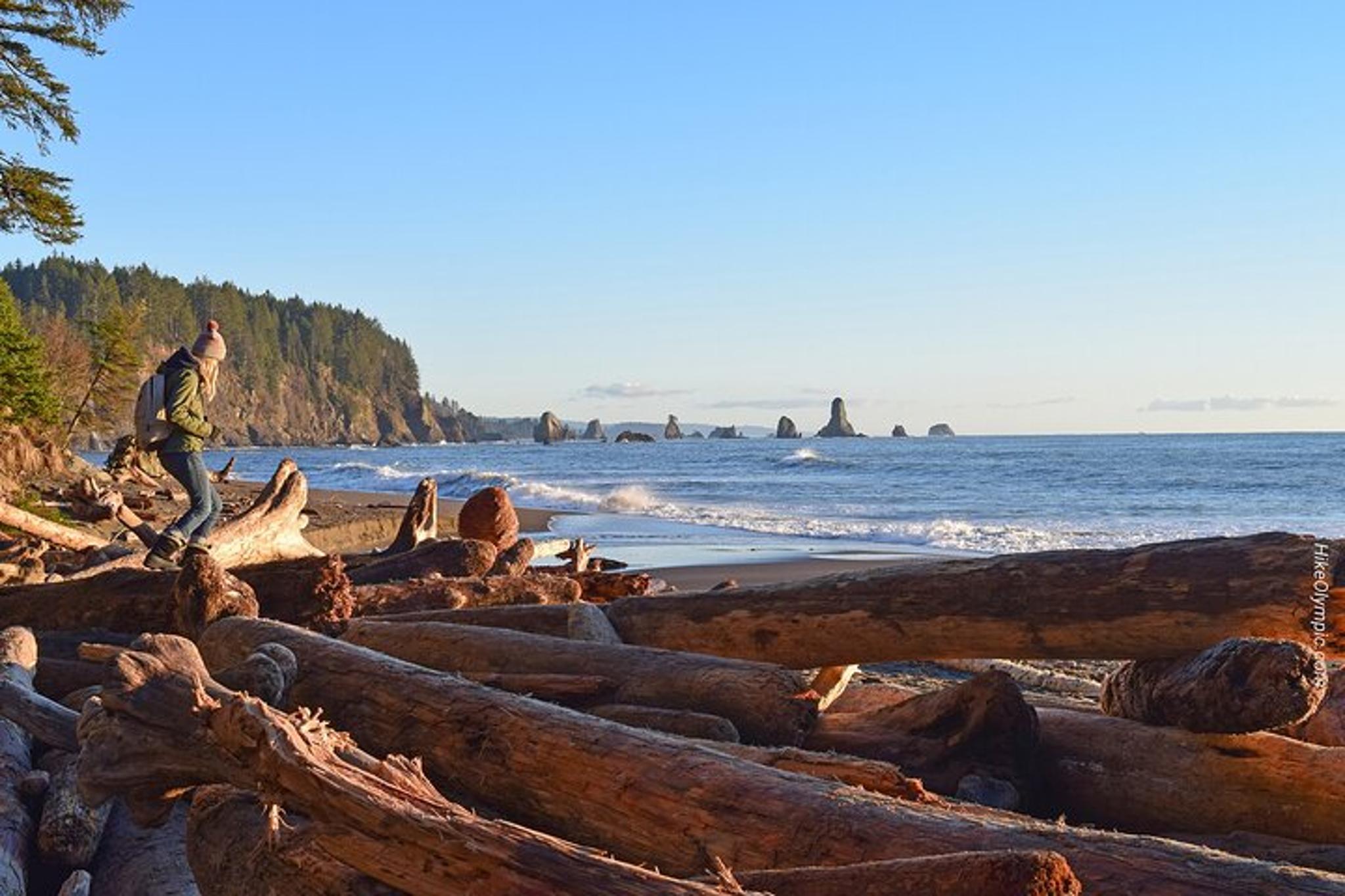 Seattle Hoh Rain Forest and Rialto Beach Tour - Image 5