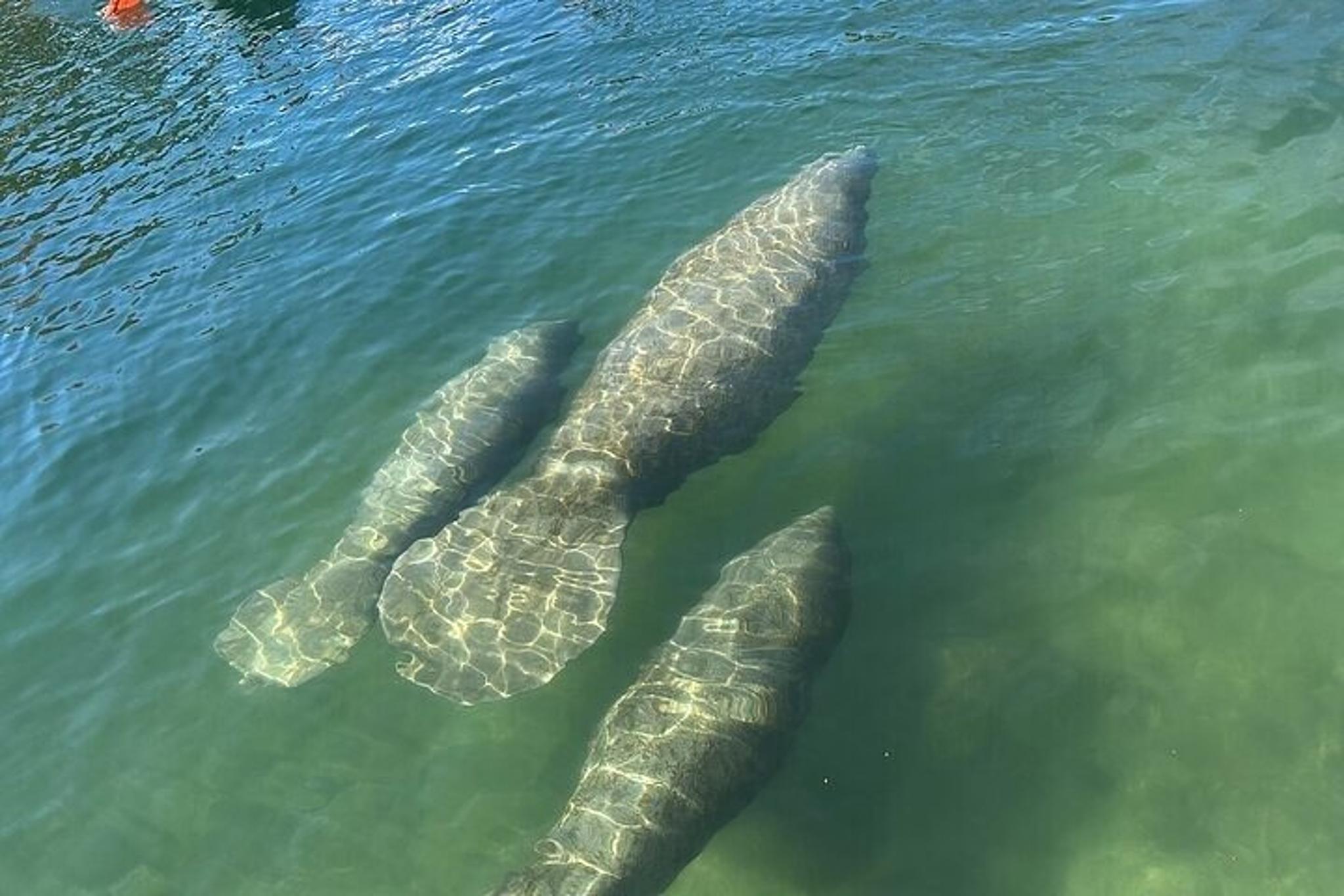 Crystal River Manatee Watching Cruise 90 min - Image 2