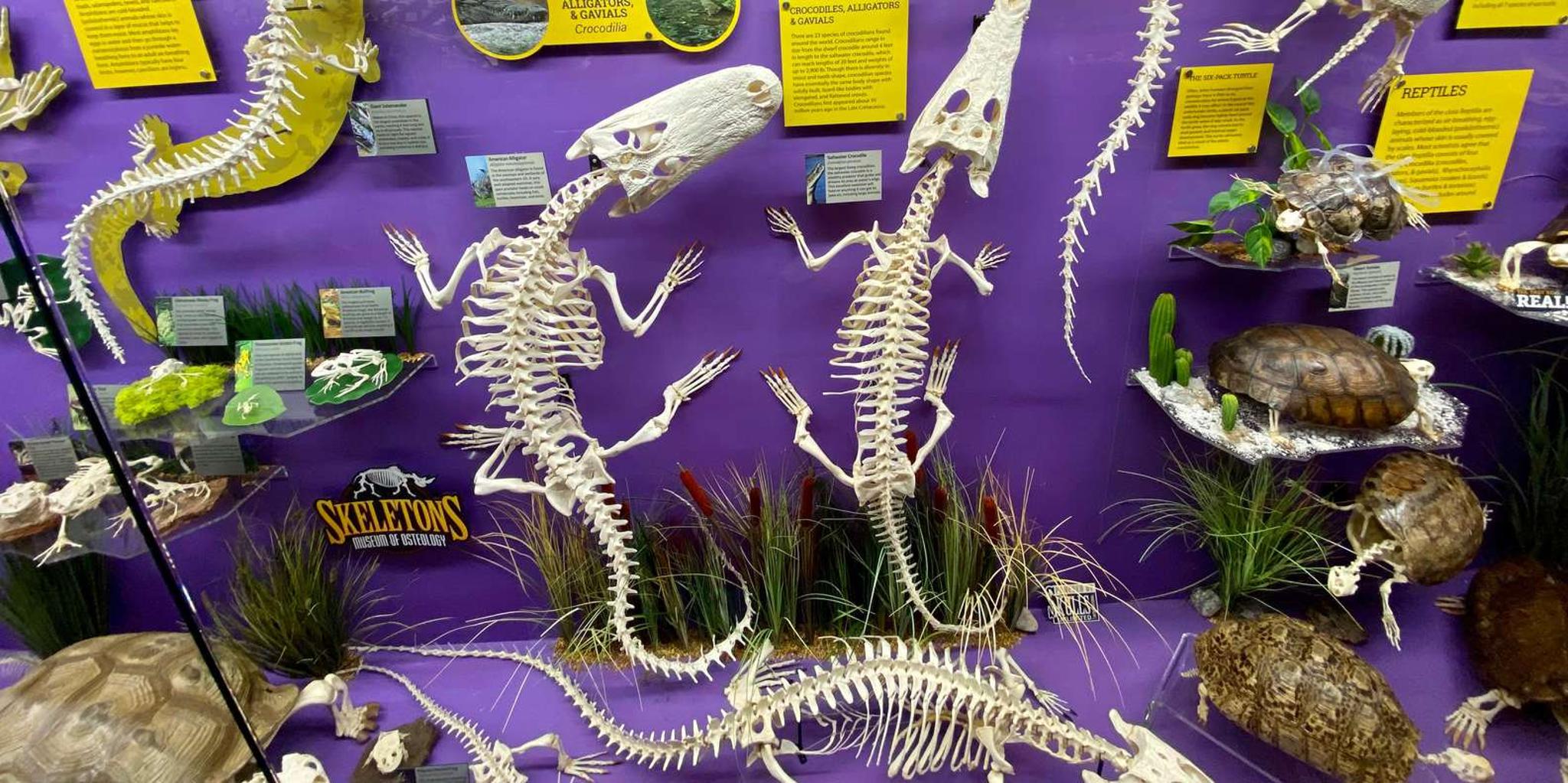 Oklahoma City Museum of Osteology Ticket - Image 4