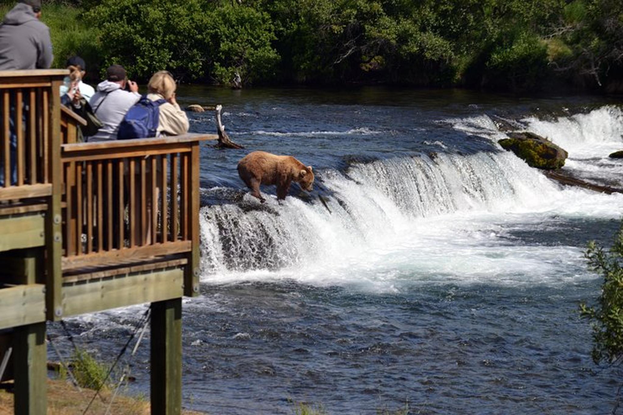 Katmai Bear Viewing Float Plane Tour - Image 5