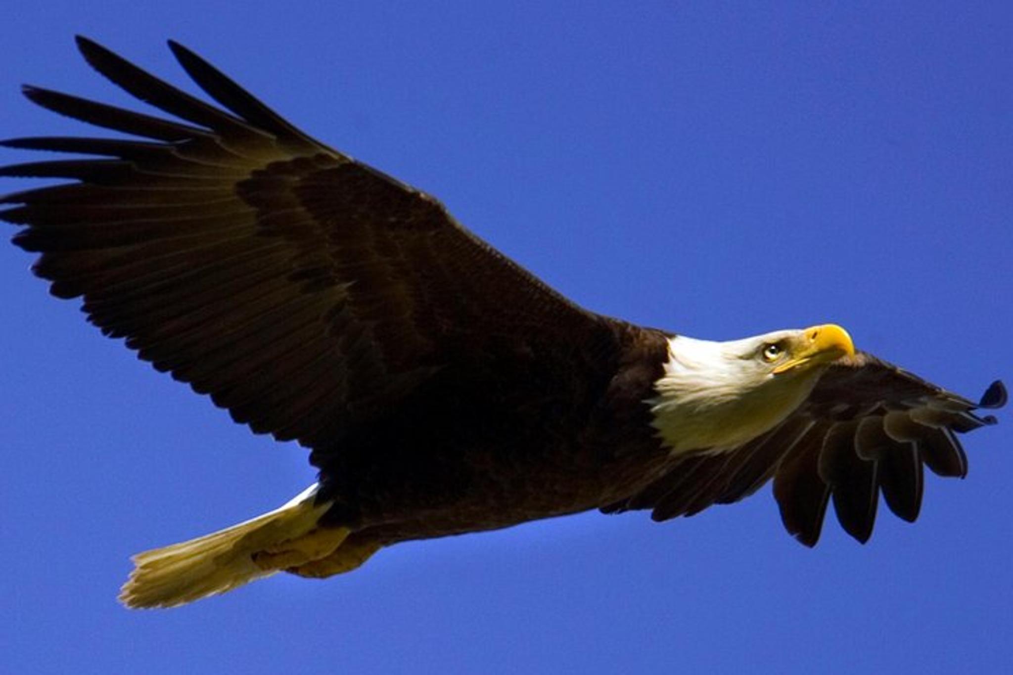 Jackson Hole Scenic Float Trip - Image 4