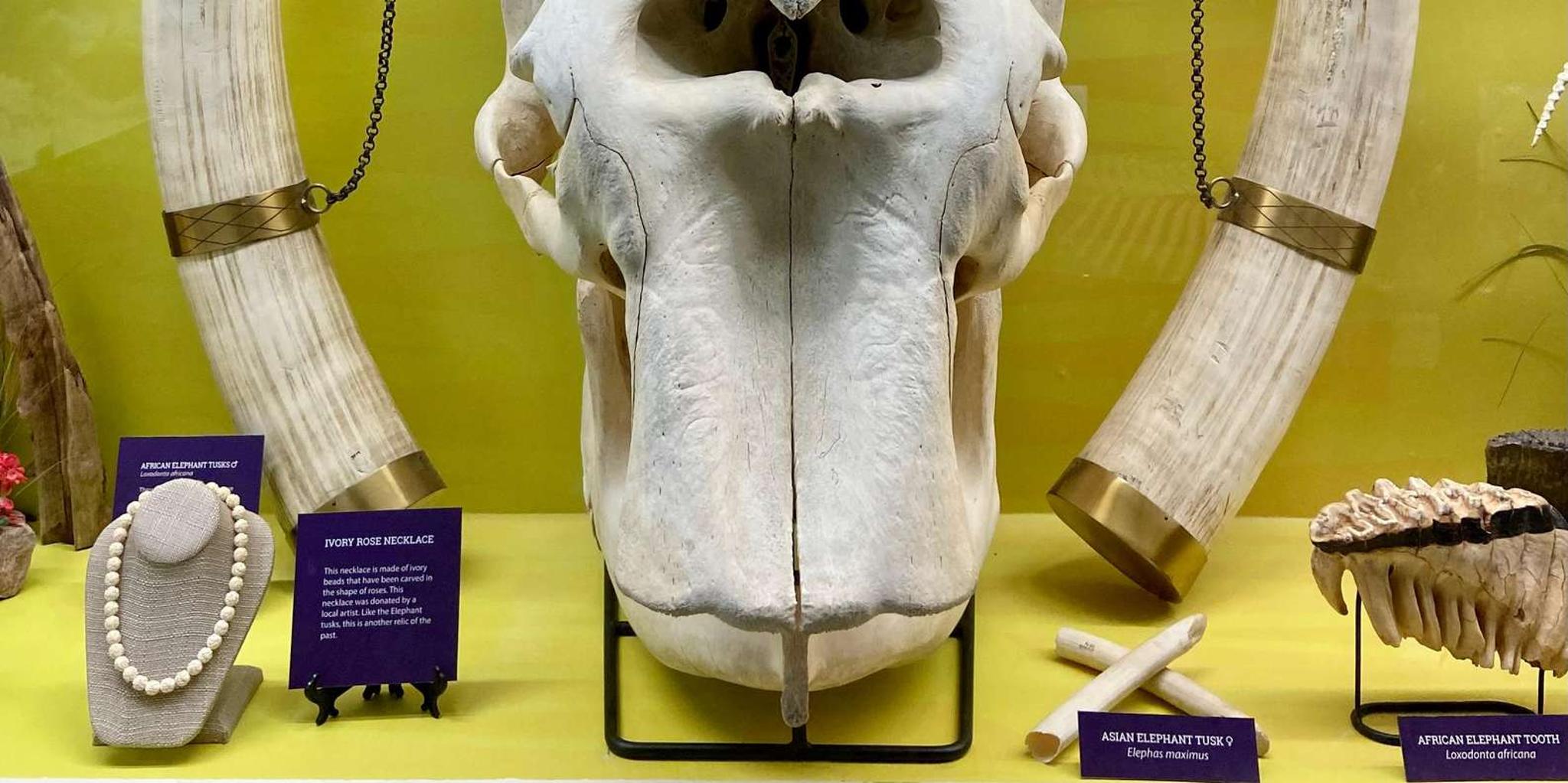 Oklahoma City Museum of Osteology Ticket - Image 3