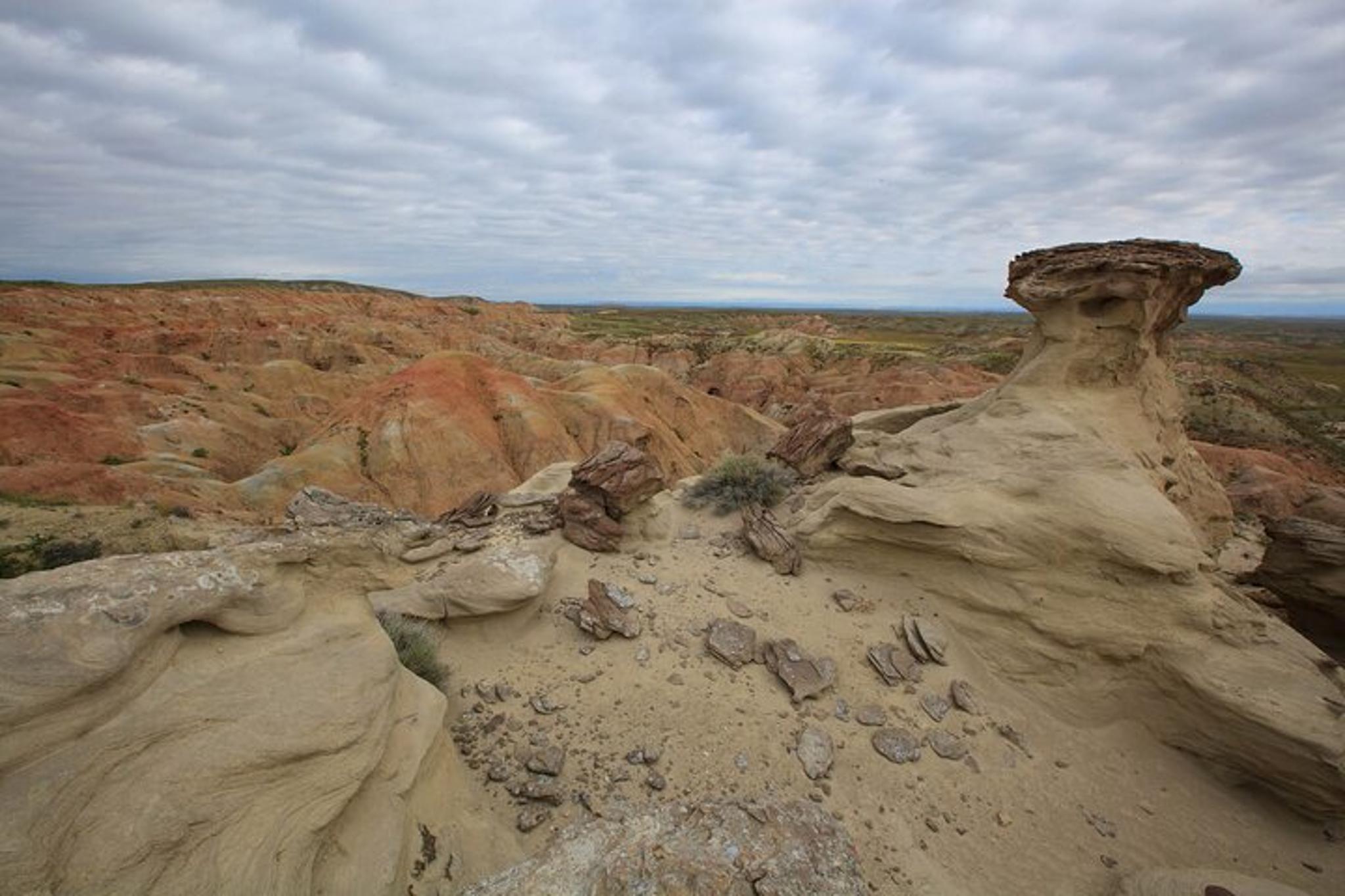 Cody Wild Mustang Tour - Private Half Day - Image 3
