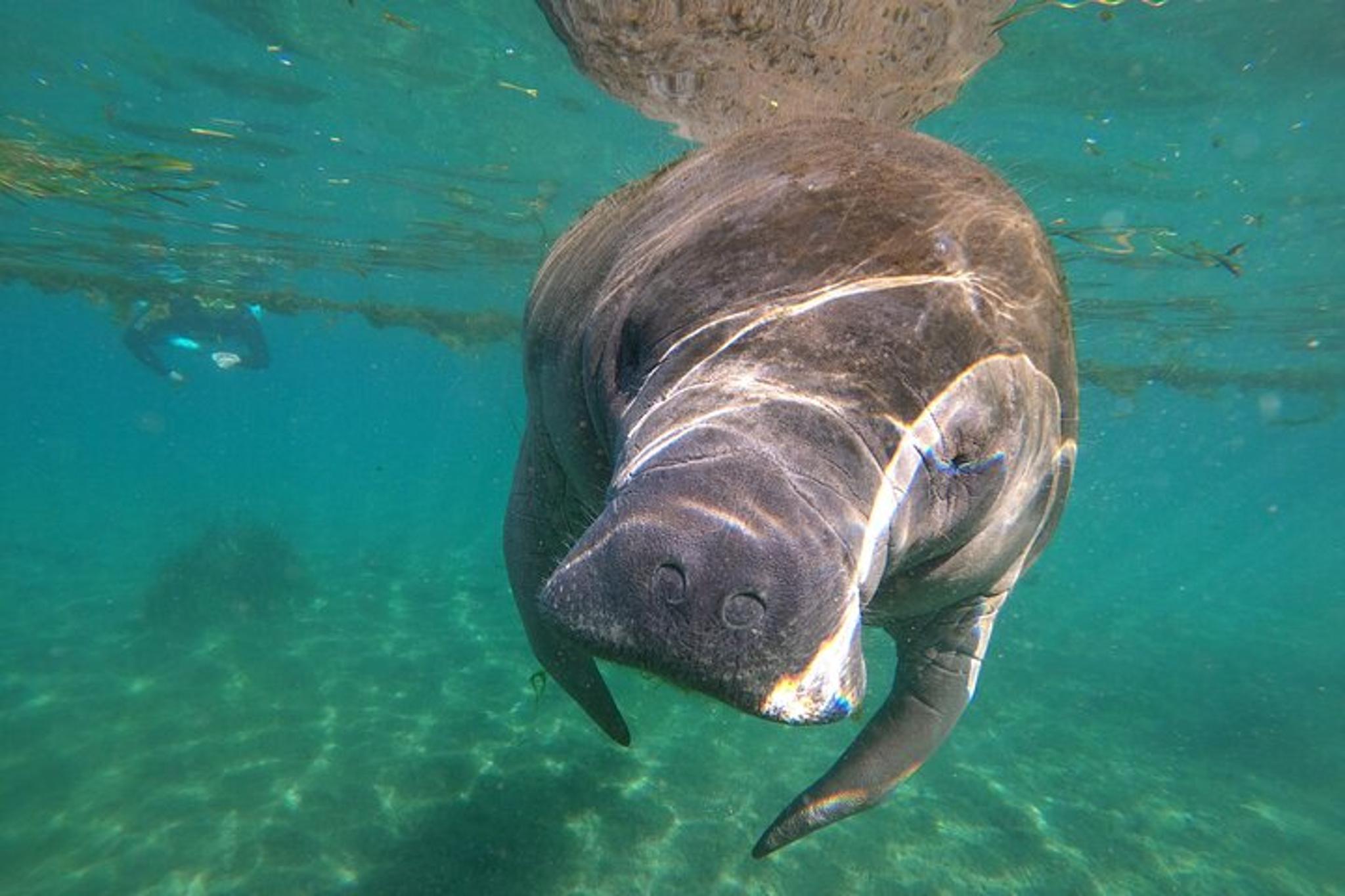 Crystal River Manatee Snorkel Tour 4 hr - Image 2