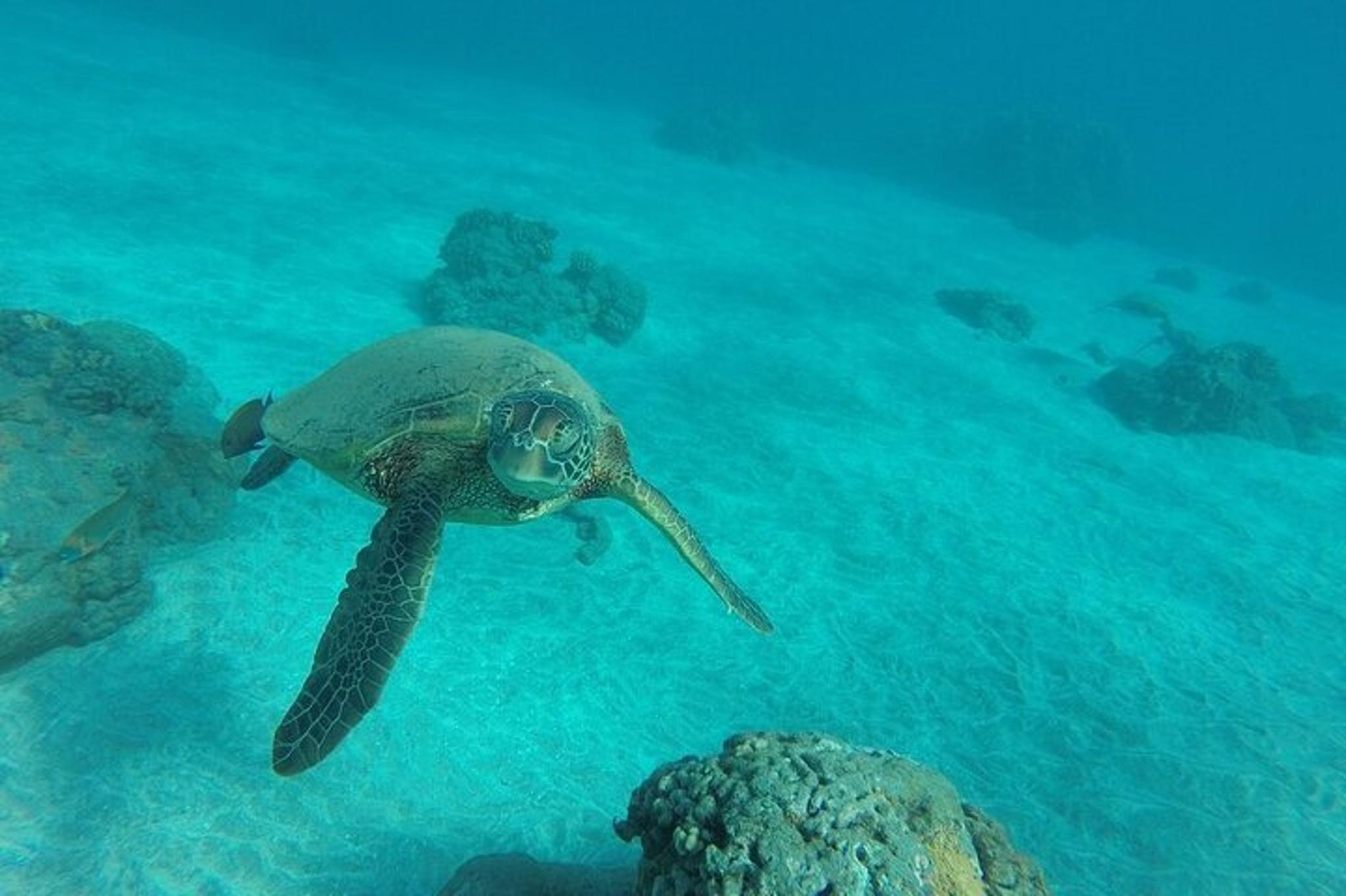 Maui Kayak and Snorkel Tour West Shore 2.5 Hr - Image 6
